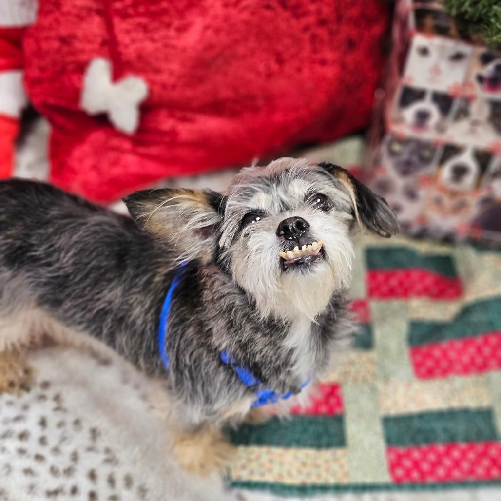Enlarge Elroy, a Adoptable mixed breed in Wantagh, NY image 4/6