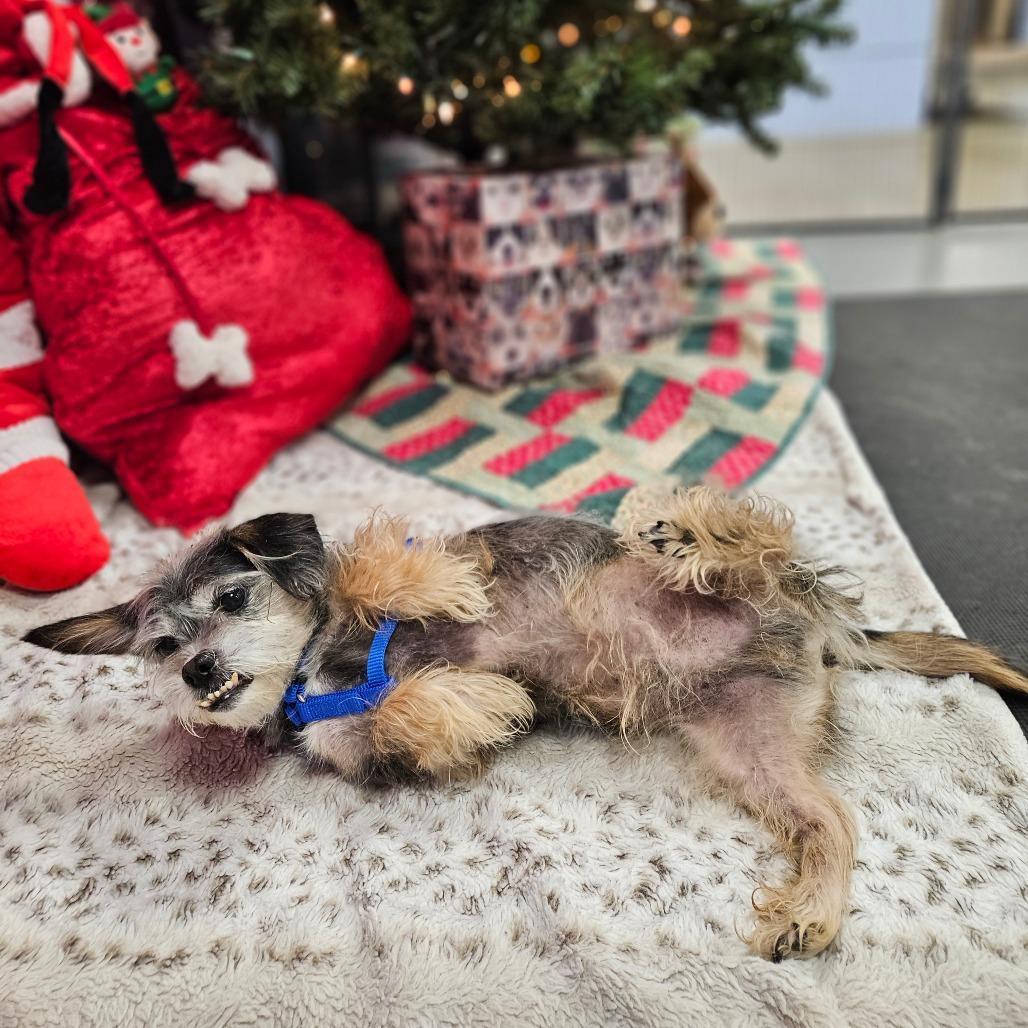 Enlarge Elroy, a Adoptable mixed breed in Wantagh, NY image 6/6