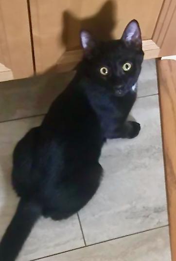 Minnie, Adoptable, Young Female Domestic Short Hair.