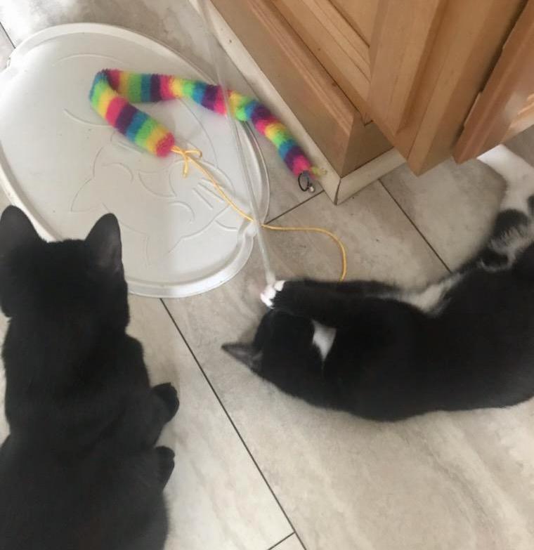 Enlarge Minnie, a Adoptable Domestic Short Hair in Hull, MA image 3/4