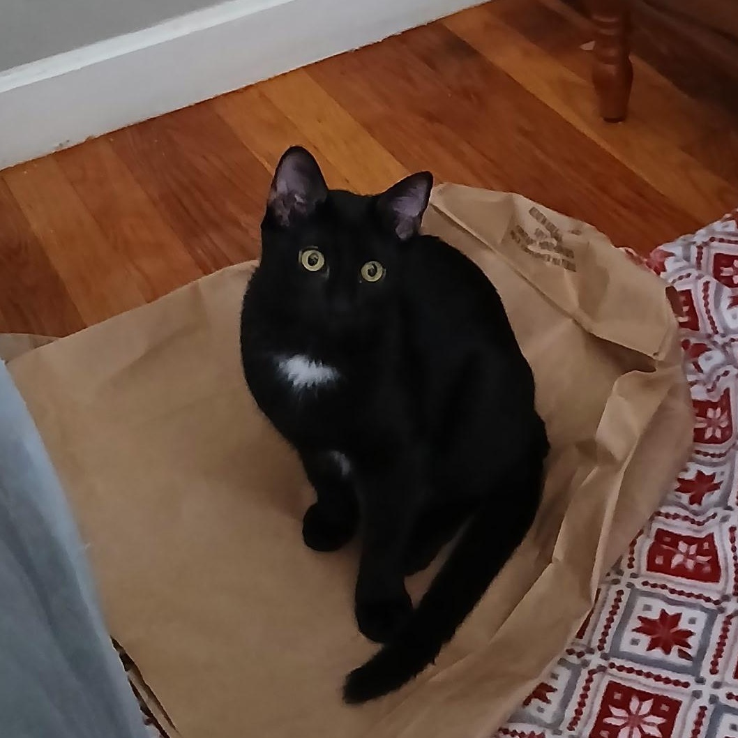 Enlarge Minnie, a Adoptable Domestic Short Hair in Hull, MA image 4/4