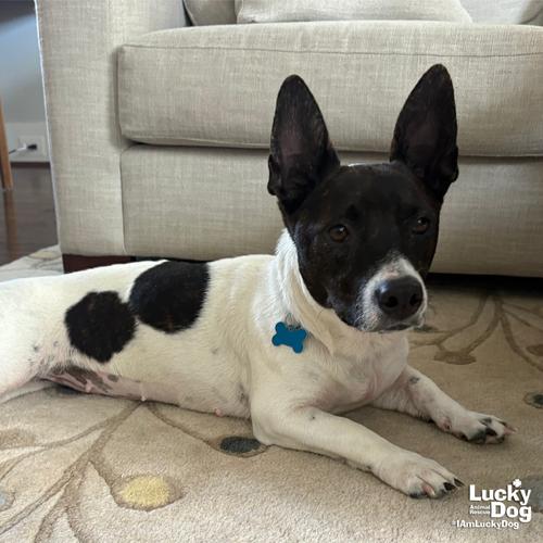 Bratwurst, Adopted, Young Female Basset Hound & Terrier.