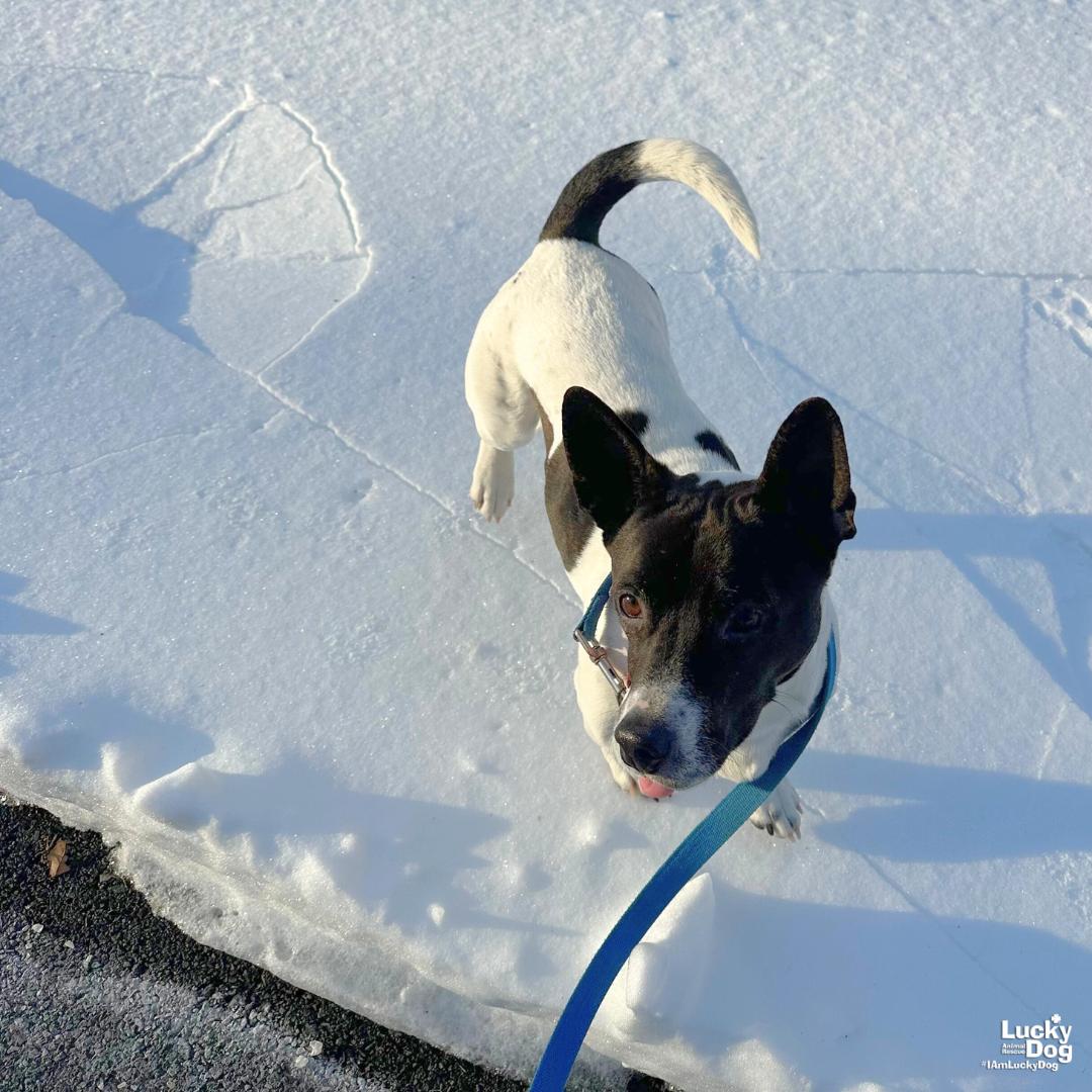 Bratwurst, Adopted, Young Female Basset Hound & Terrier.
