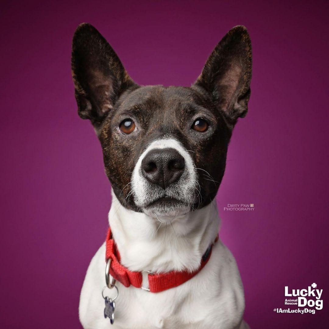 Bratwurst, a Adopted mixed breed in Washington, DC image 2/3