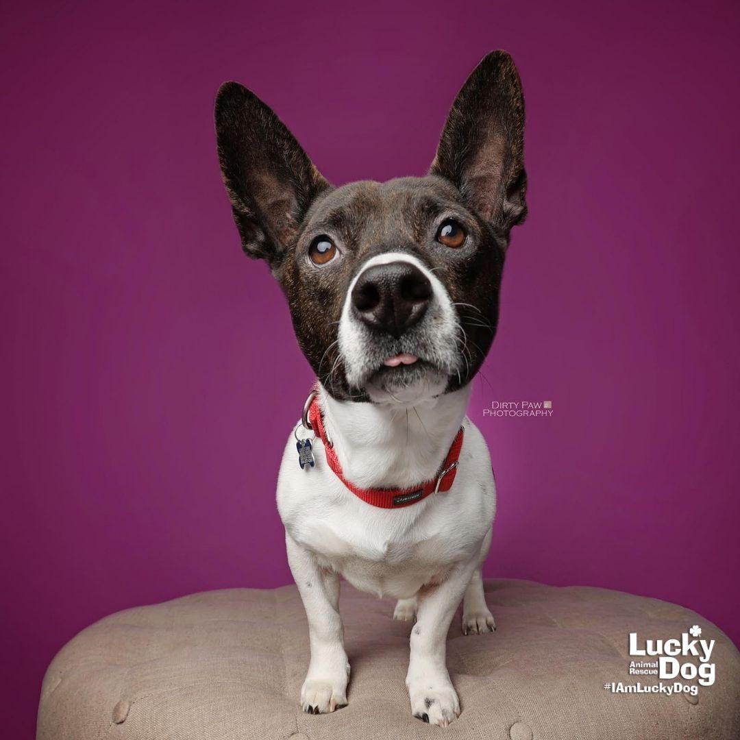 Bratwurst, a Adopted mixed breed in Washington, DC image 3/3