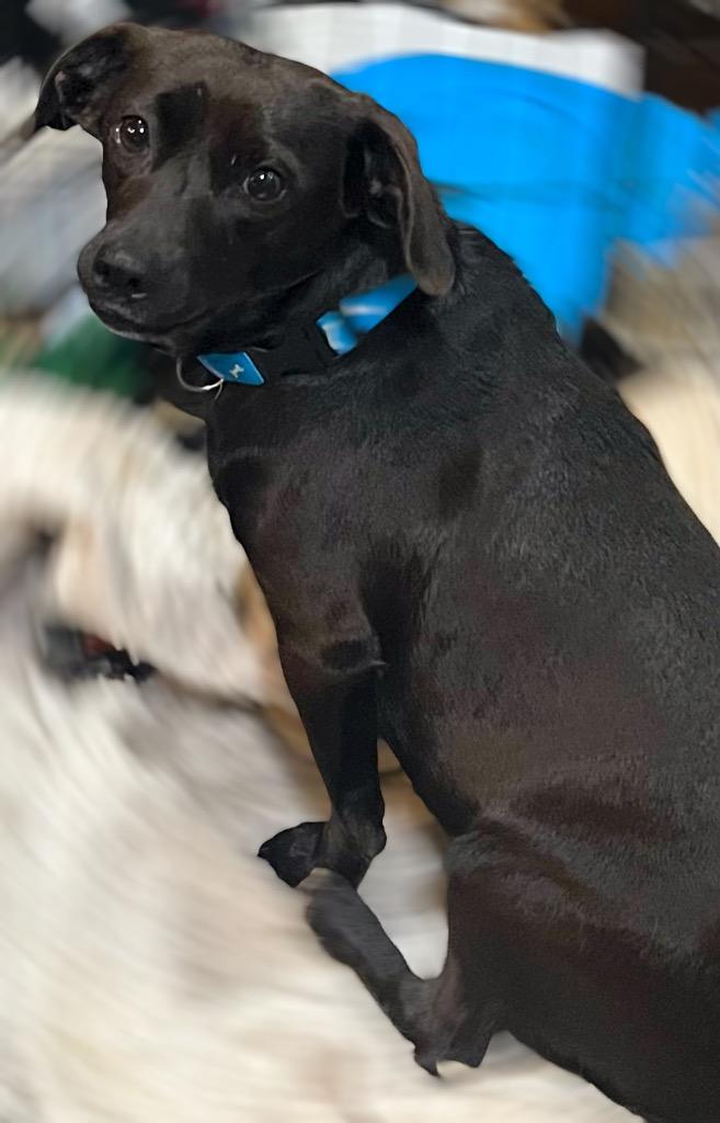 DELLA, Adoptable, Adult Female Dachshund & Mixed Breed.