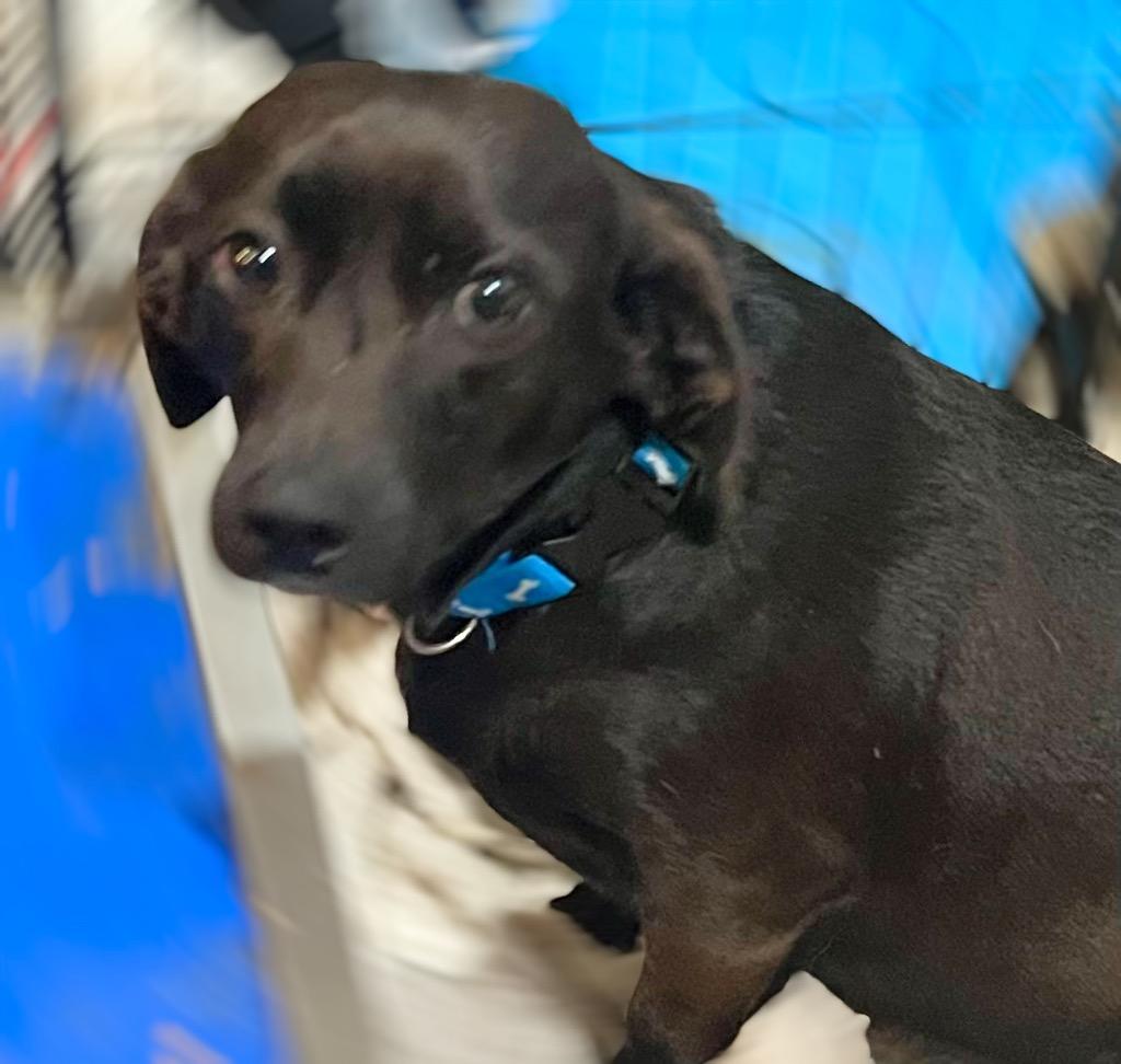 Enlarge DELLA, a Adoptable mixed breed in Crossville, TN image 4/4