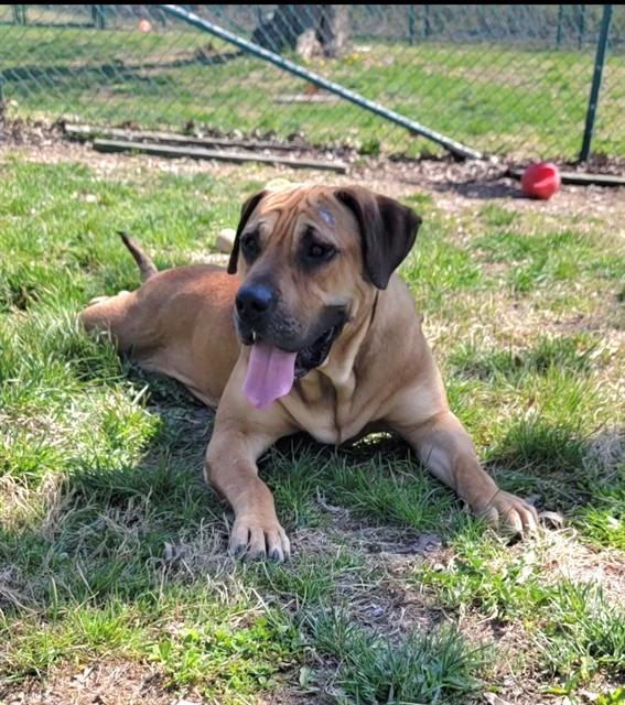 BINDI, Adoptable, Young Female Boerboel & Mixed Breed.