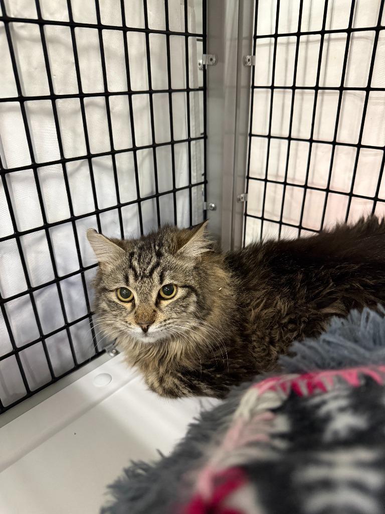 Dublin Mudslide, Adoptable, Young Male Domestic Medium Hair.