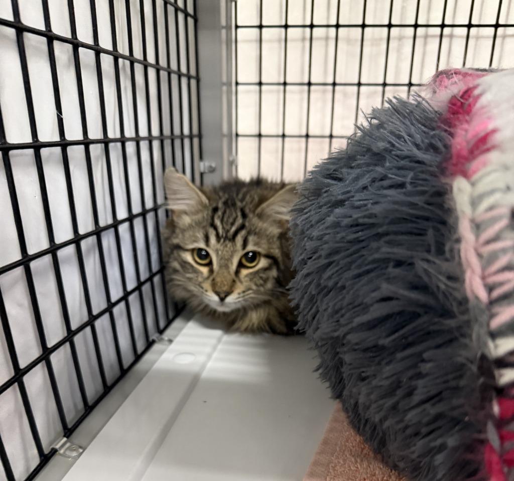 Enlarge Dublin Mudslide, a Adoptable mixed breed in Raleigh, NC image 2/4