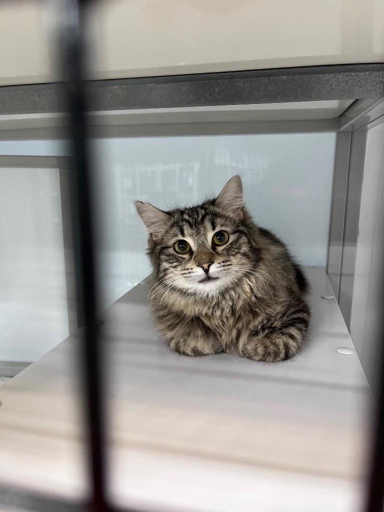 Enlarge Dublin Mudslide, a Adoptable mixed breed in Raleigh, NC image 3/4