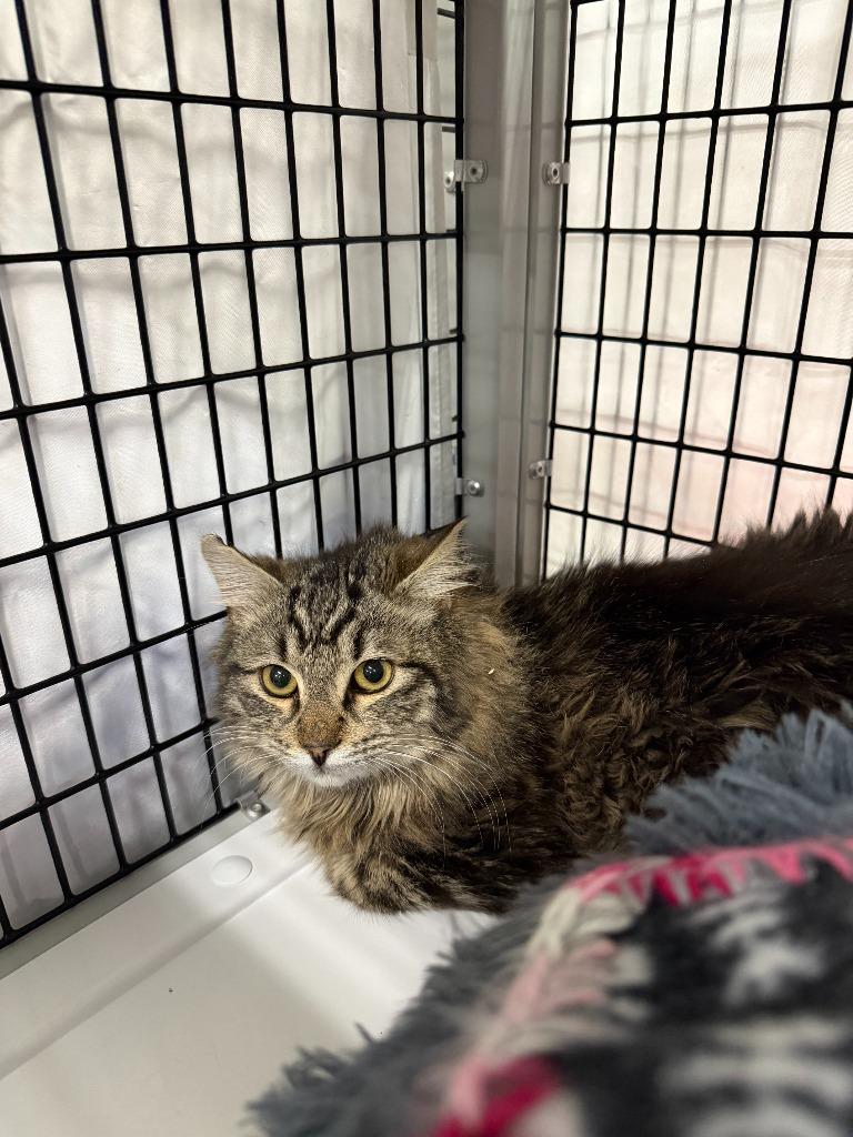 Enlarge Dublin Mudslide, a Adoptable mixed breed in Raleigh, NC image 4/4