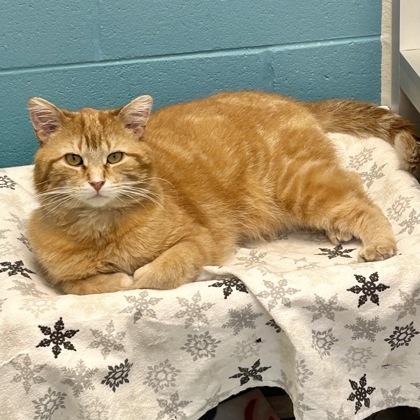 Enlarge Chadwick Worthington III, a Adoptable Domestic Short Hair in Lansing, MI image 2/4