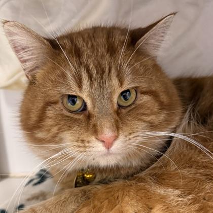 Chadwick Worthington III, Adoptable, Adult Male Domestic Short Hair.
