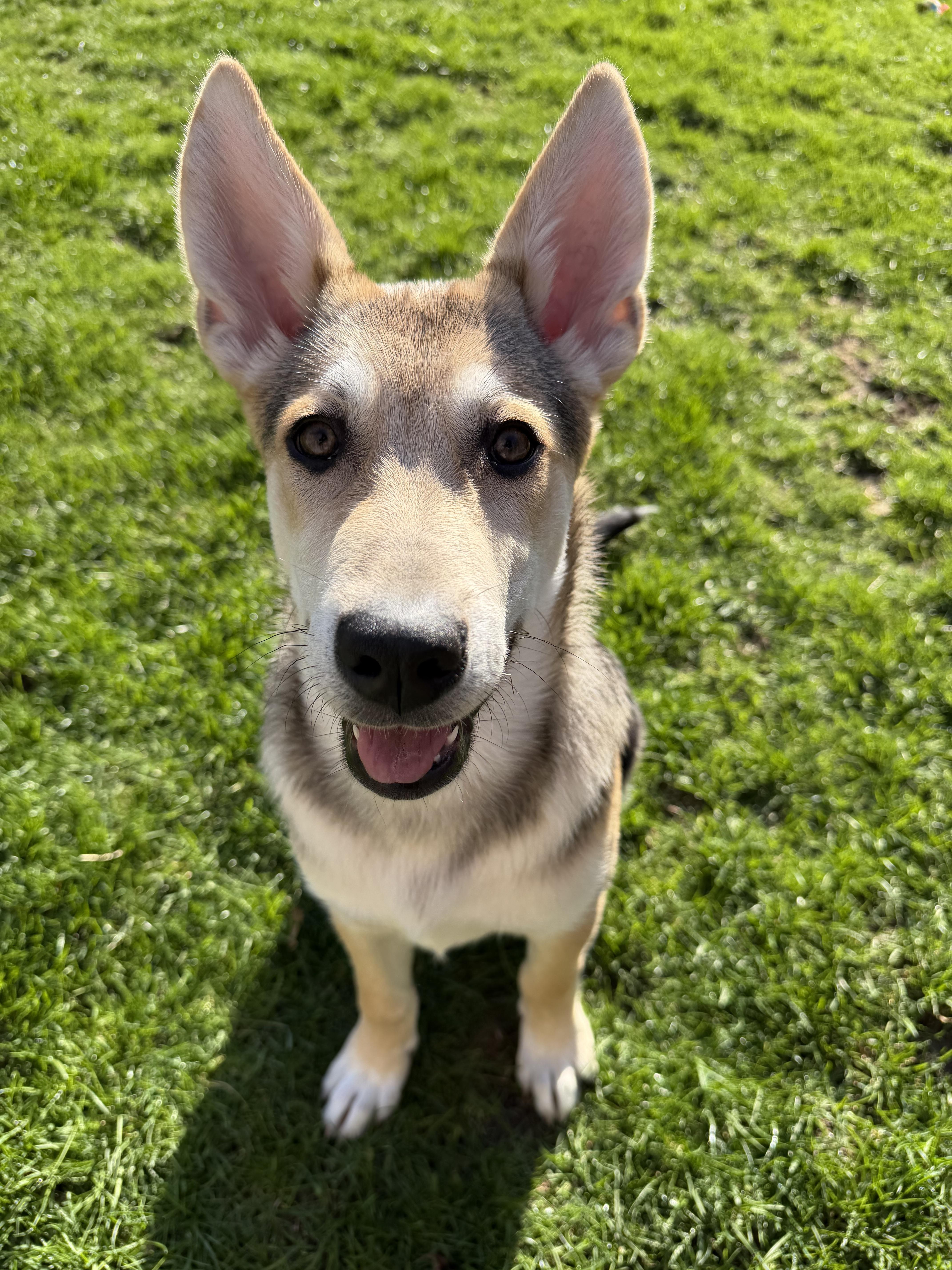 Salt, ADOPTABLE, Puppy Male Shepherd.