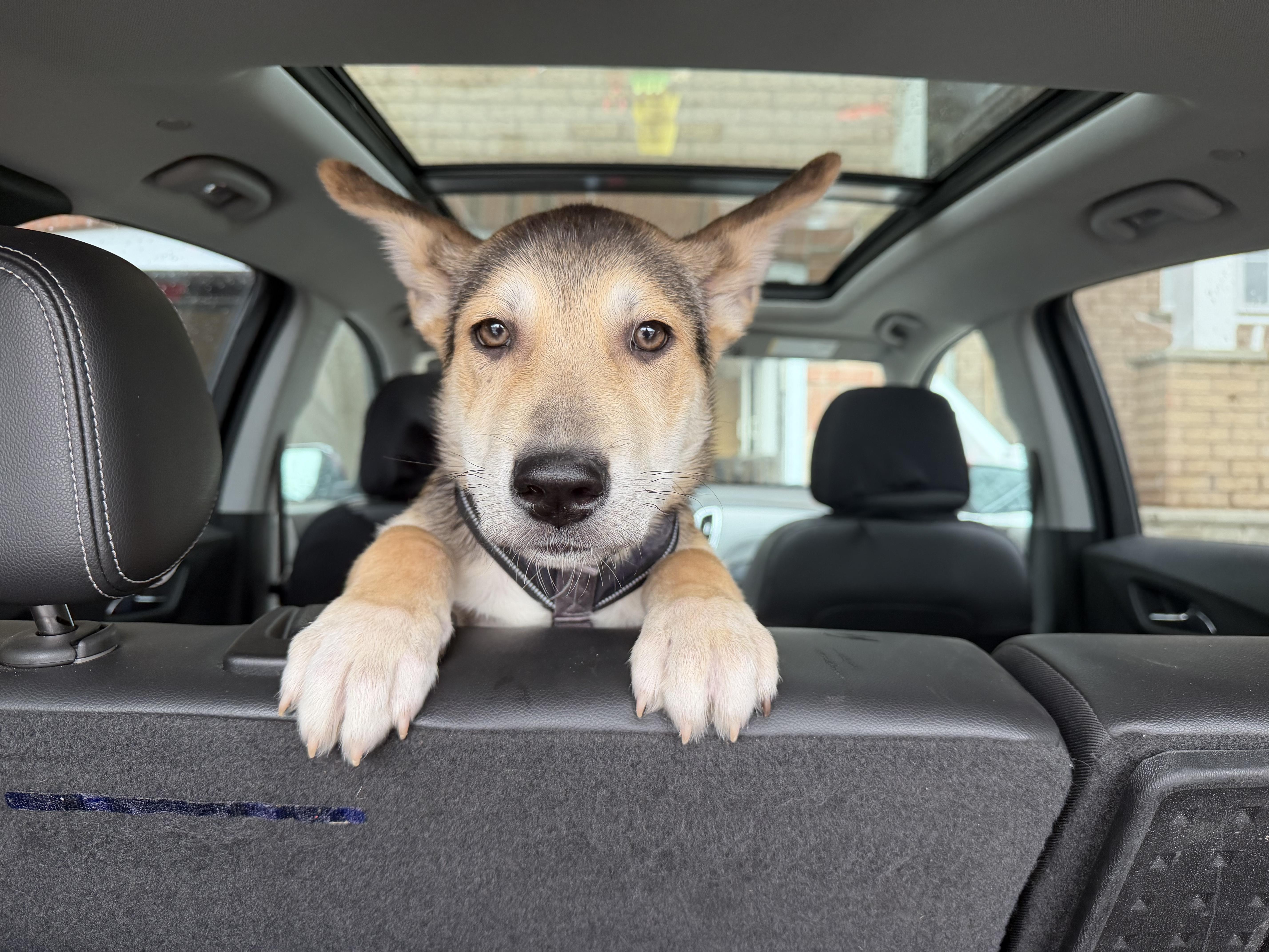 Enlarge Salt, a ADOPTABLE mixed breed in Oshawa, ON image 3/4