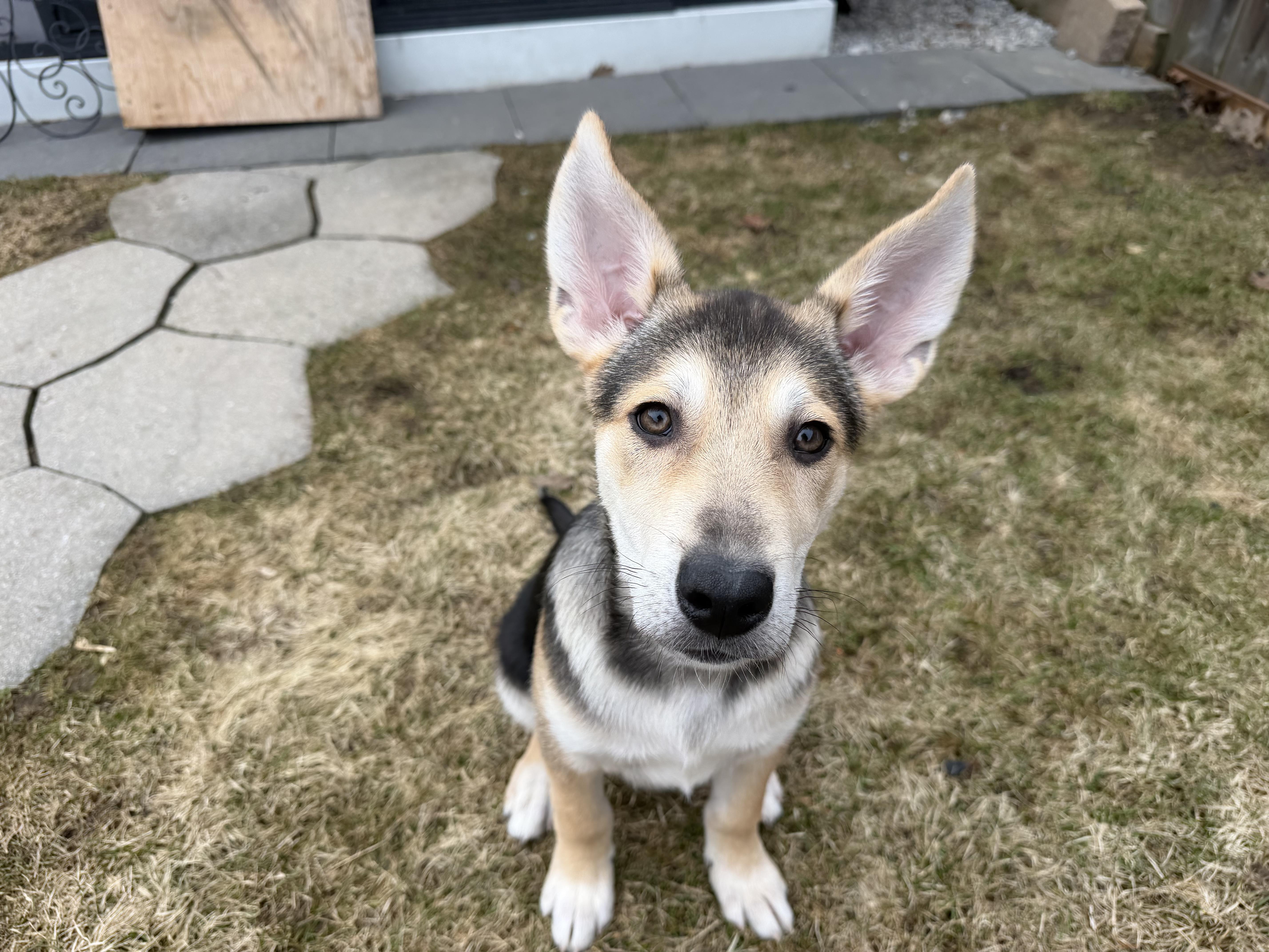 Enlarge Salt, a ADOPTABLE mixed breed in Oshawa, ON image 2/4