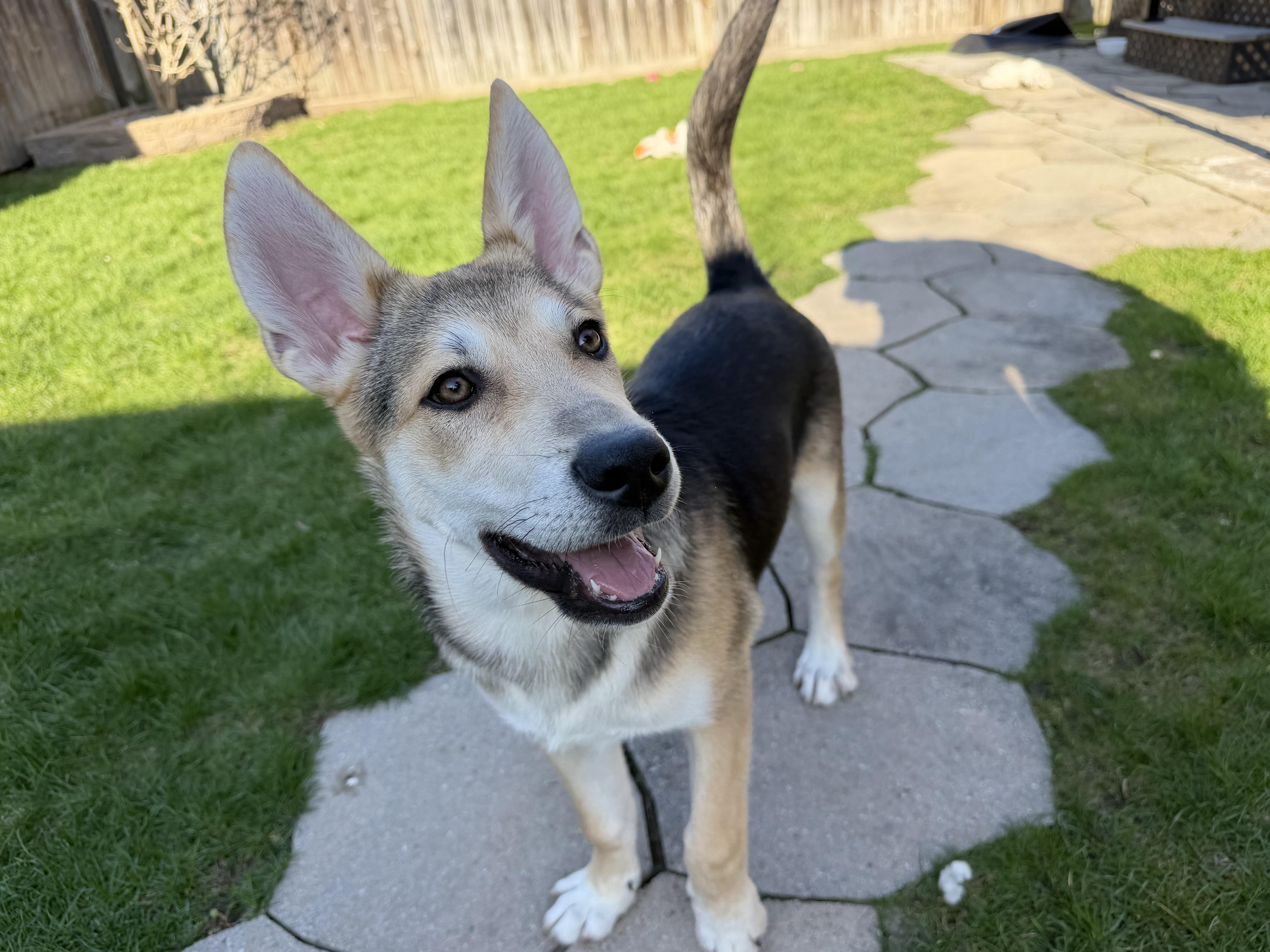 Salt, a ADOPTABLE mixed breed in Oshawa, ON image 3/3