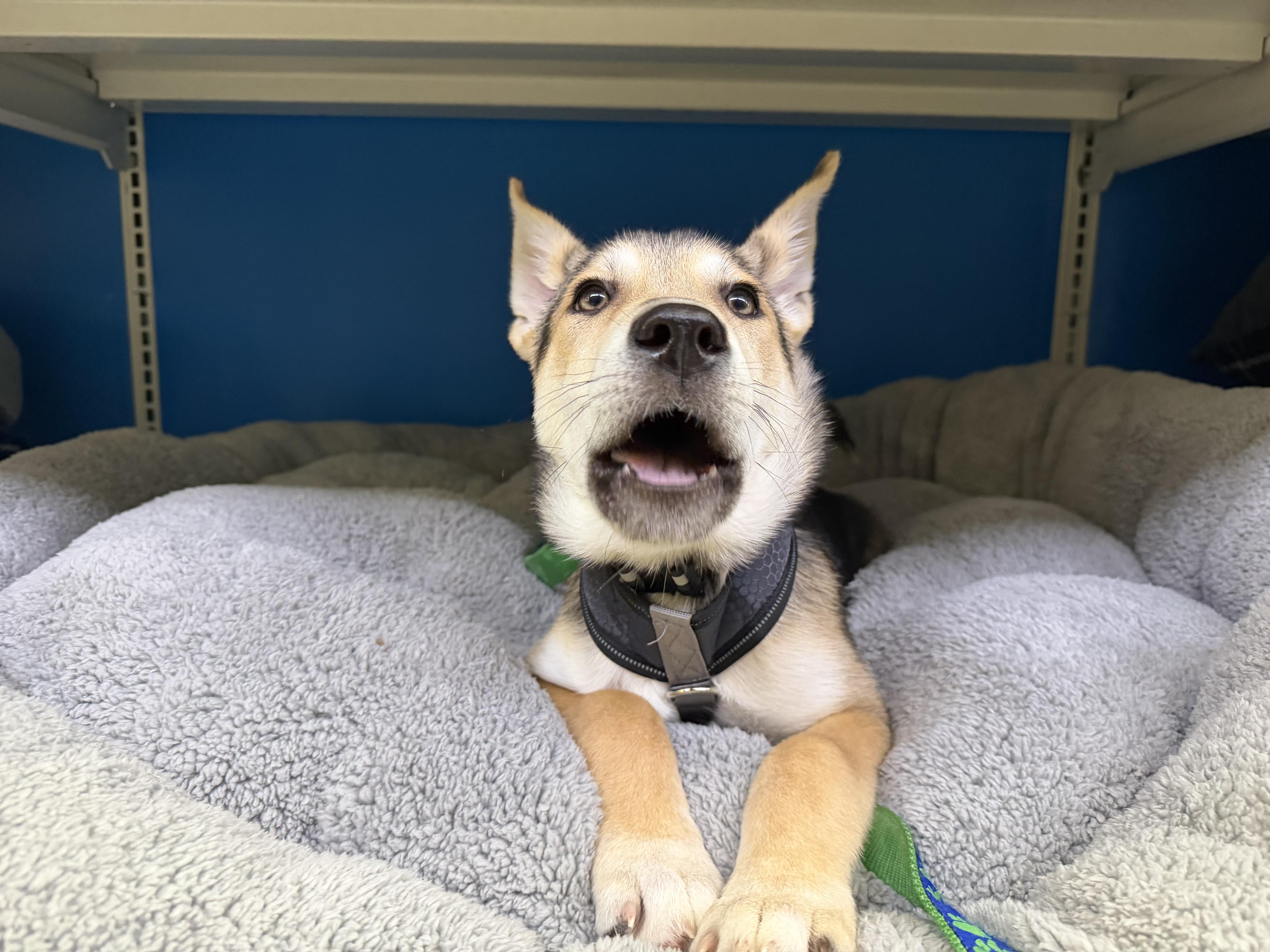 Enlarge Salt, a ADOPTABLE mixed breed in Oshawa, ON image 1/4