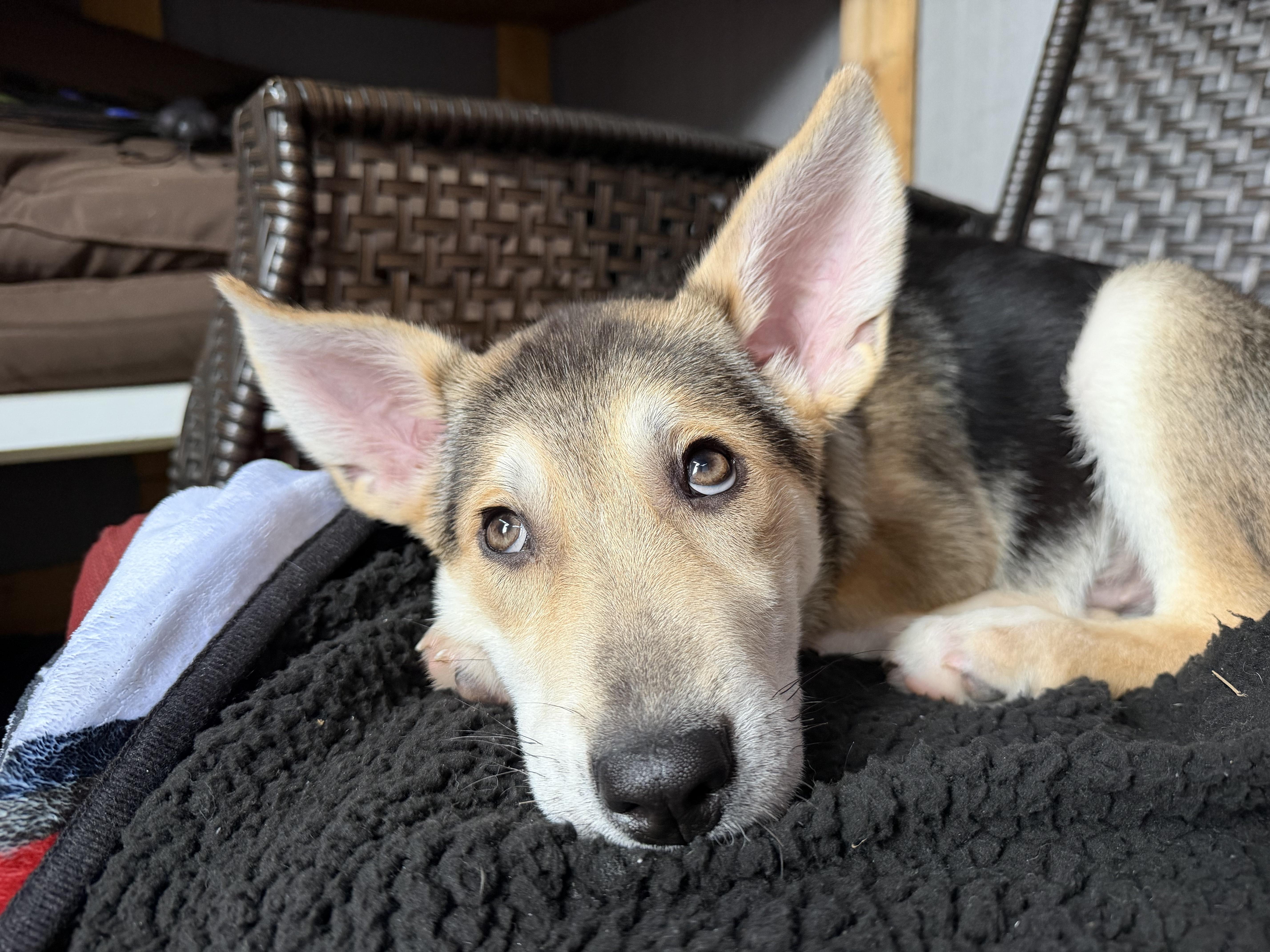 Enlarge Salt, a ADOPTABLE mixed breed in Oshawa, ON image 4/4