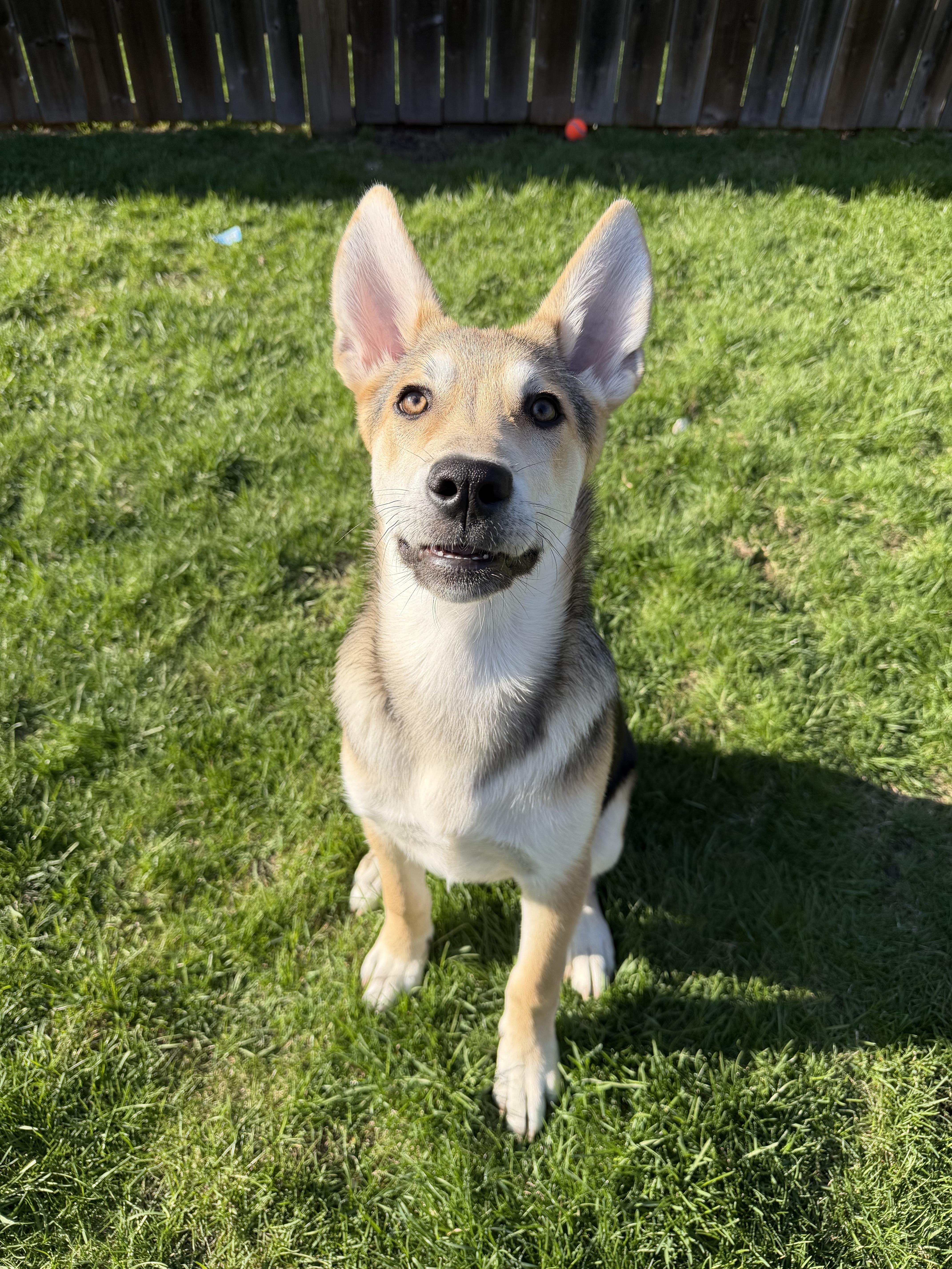 Salt, a ADOPTABLE mixed breed in Oshawa, ON image 2/3