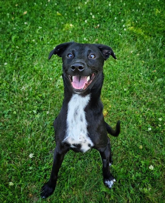 Enlarge Nora, a ADOPTABLE mixed breed in Bay City, MI image 3/4