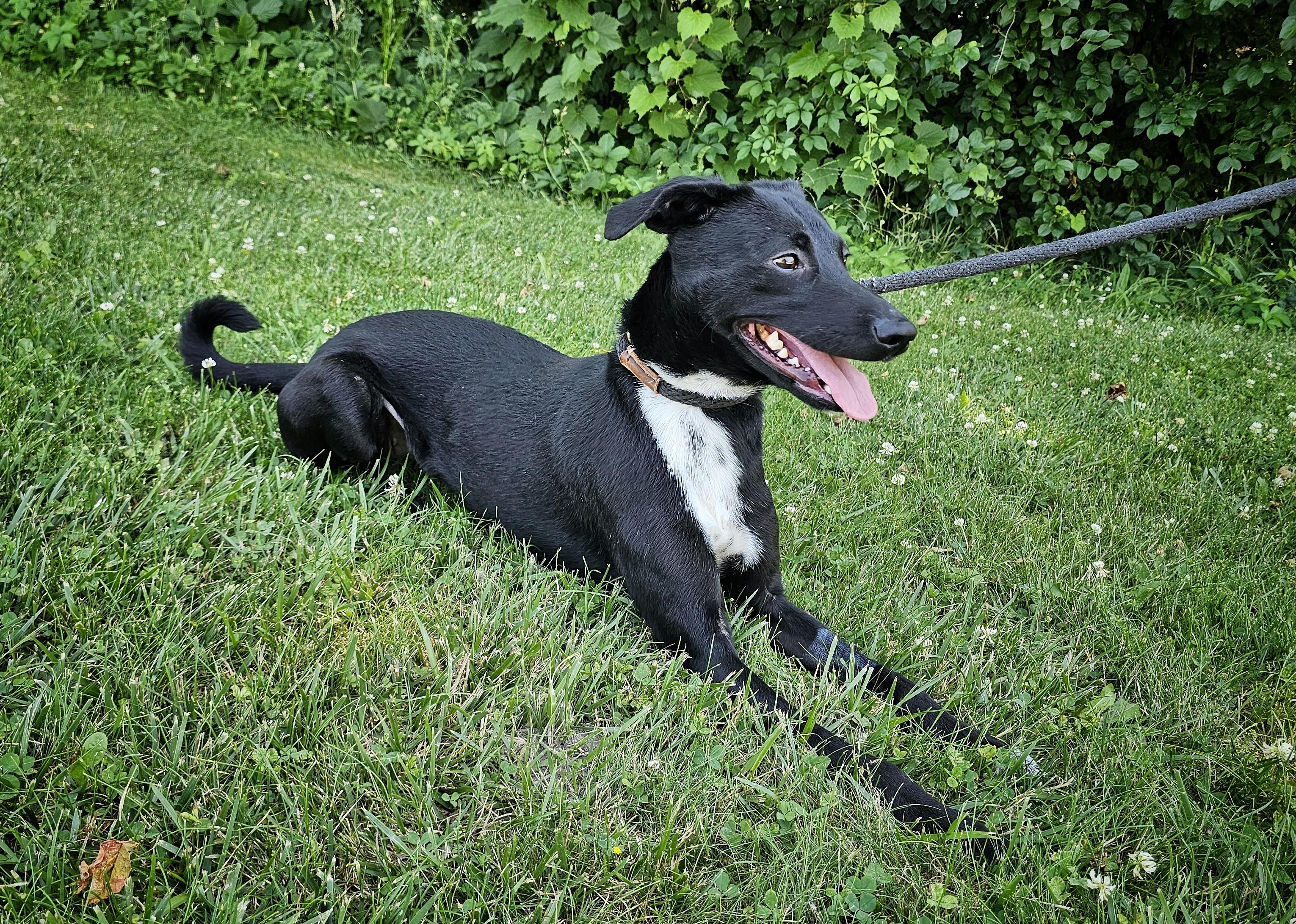Enlarge Nora, a ADOPTABLE mixed breed in Bay City, MI image 4/4