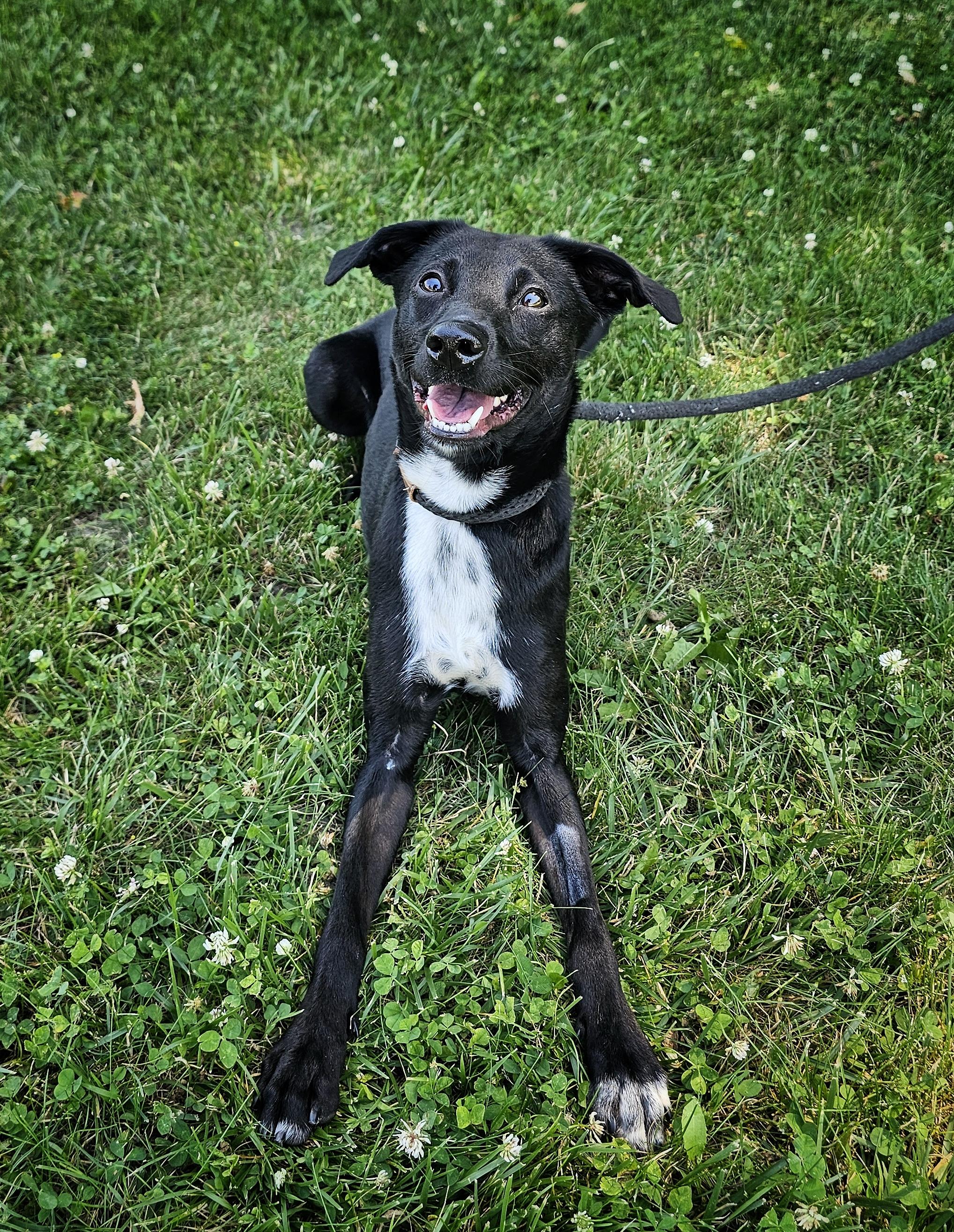 Nora, ADOPTABLE, Young Female Whippet & Black Labrador Retriever.
