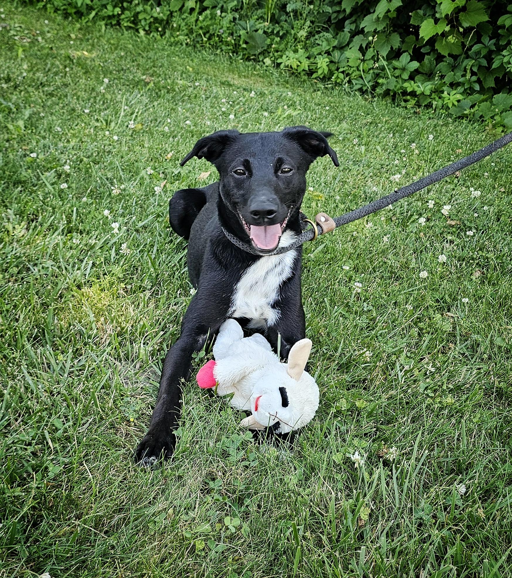 Enlarge Nora, a ADOPTABLE mixed breed in Bay City, MI image 2/4