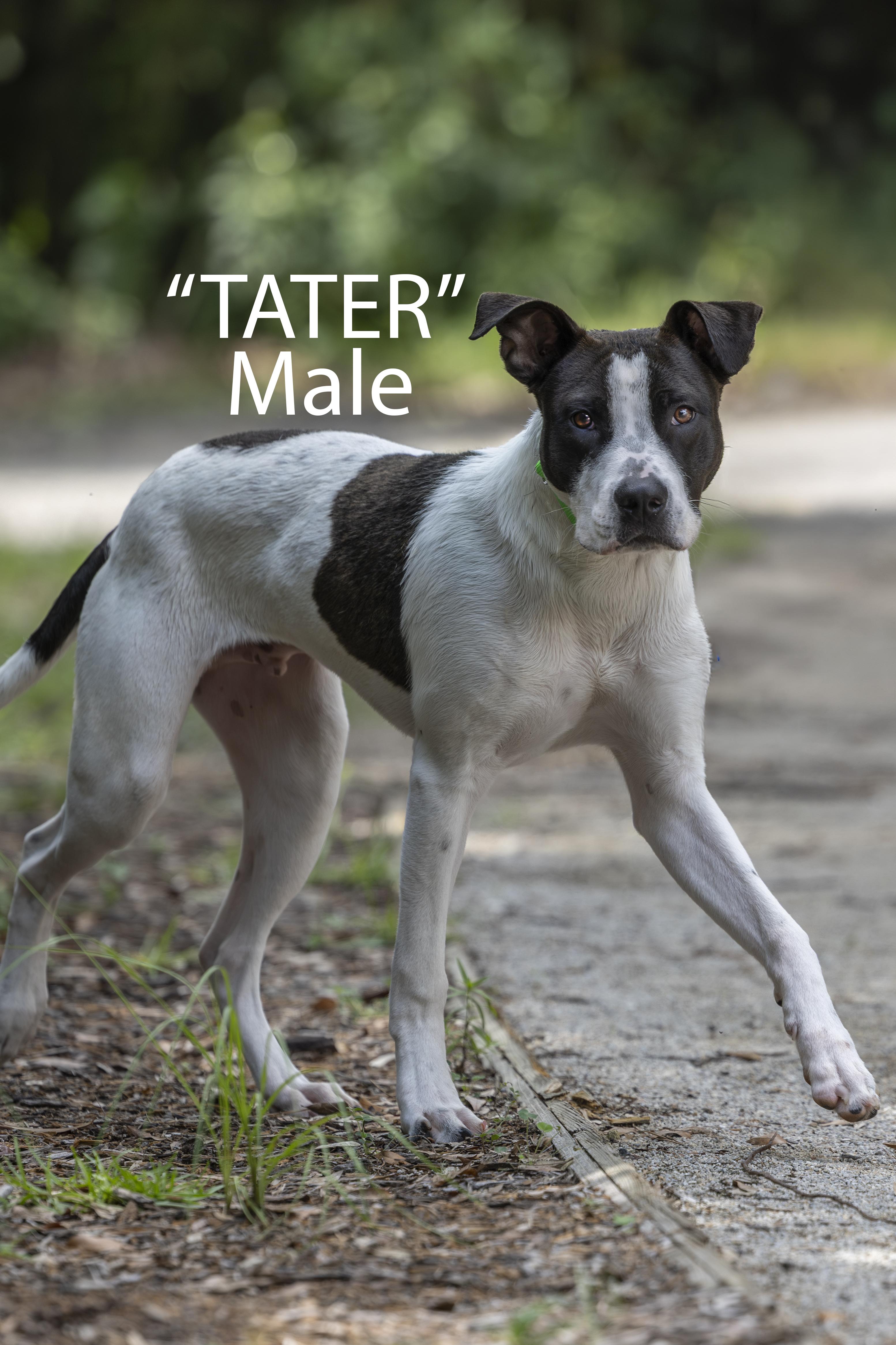 Enlarge Tater, a Adoptable mixed breed in Pawleys Island, SC image 3/3