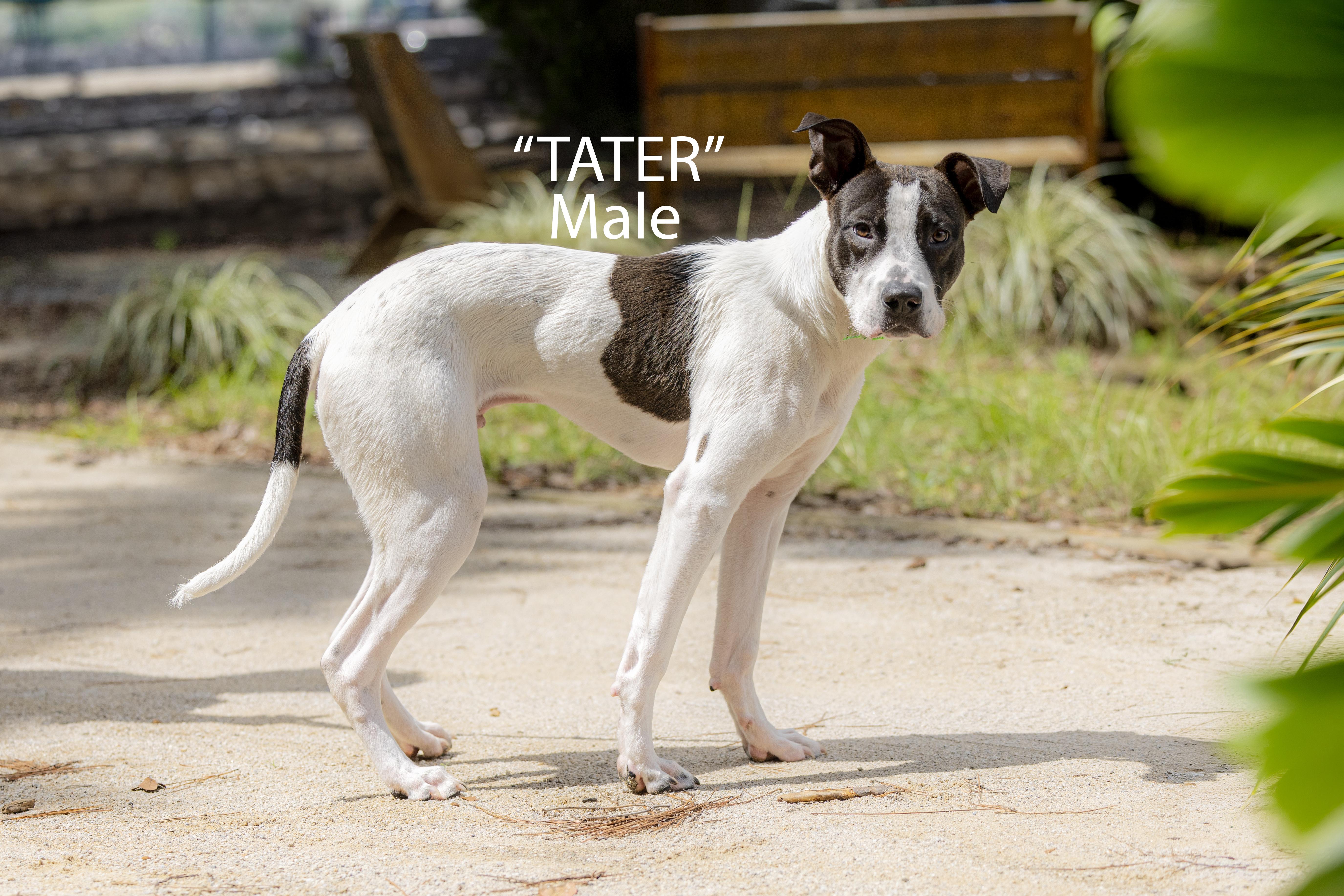 Enlarge Tater, a Adoptable mixed breed in Pawleys Island, SC image 2/3