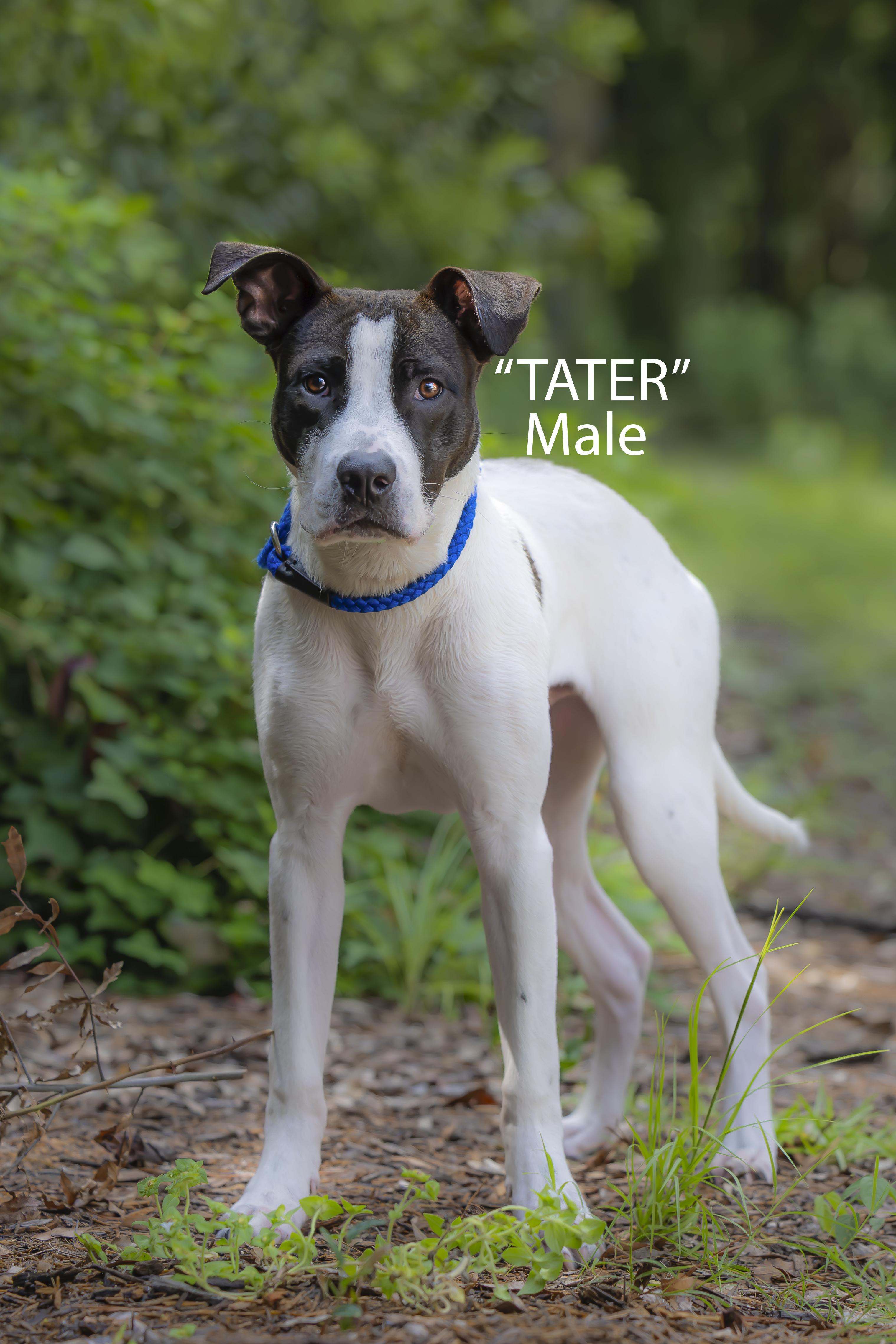 Tater, Adoptable, Young Male American Staffordshire Terrier.
