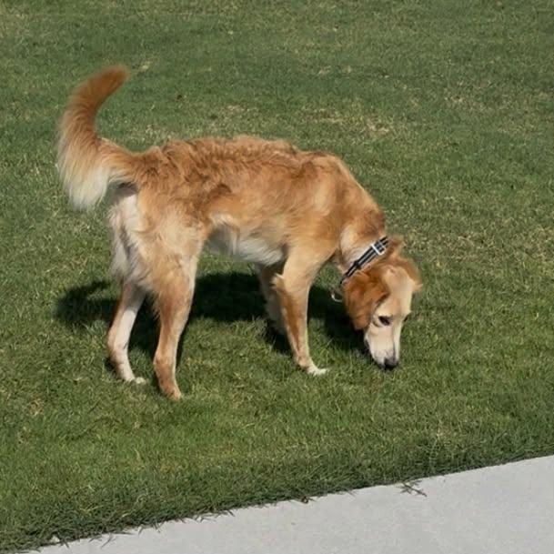 Enlarge Olive, an adopted mixed breed in Justin, TX image 2/3