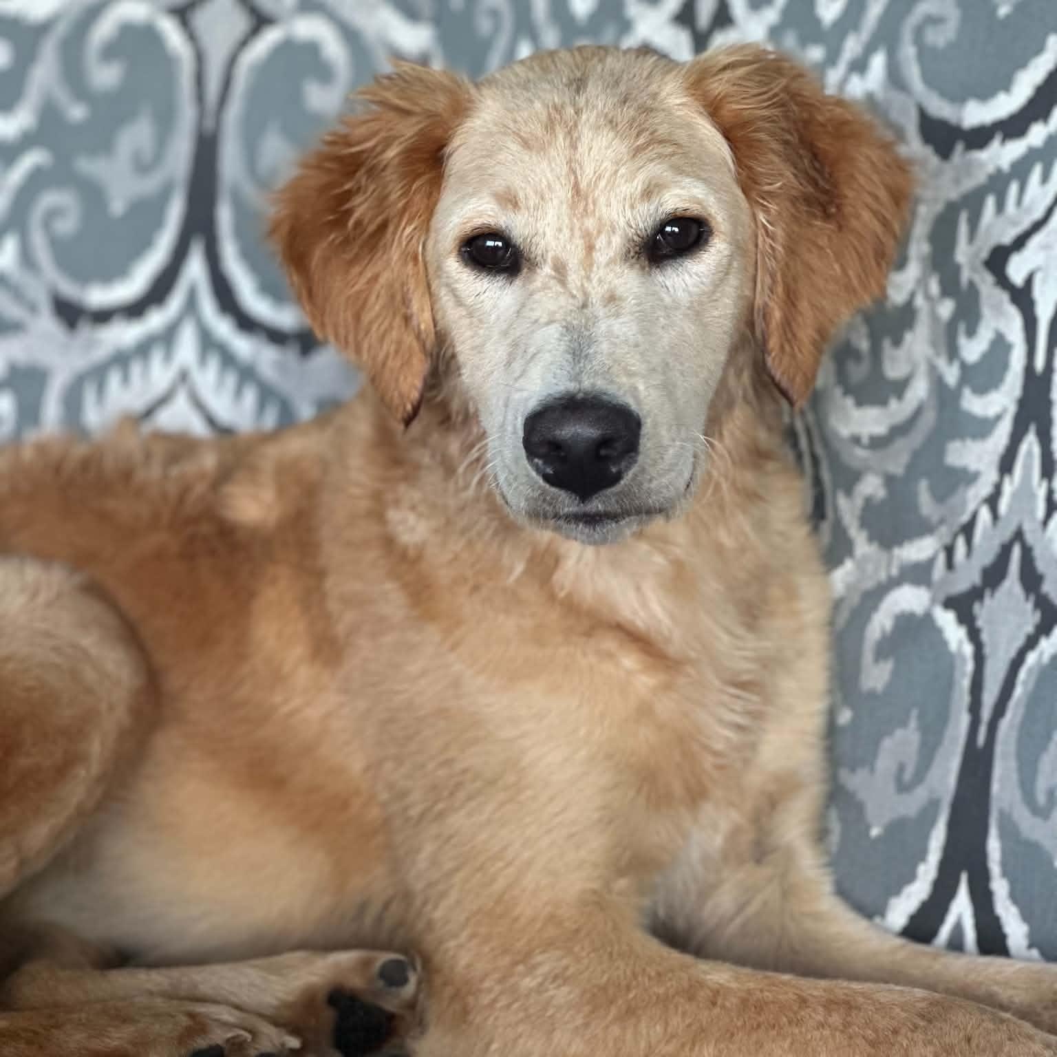 Enlarge Olive, an adopted mixed breed in Justin, TX image 1/3