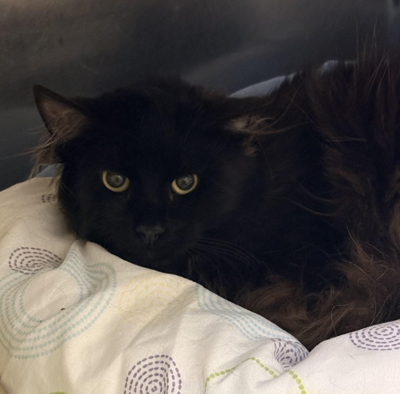 Enlarge Jack Daniels, a ADOPTABLE Domestic Medium Hair in Richboro, PA image 1/1