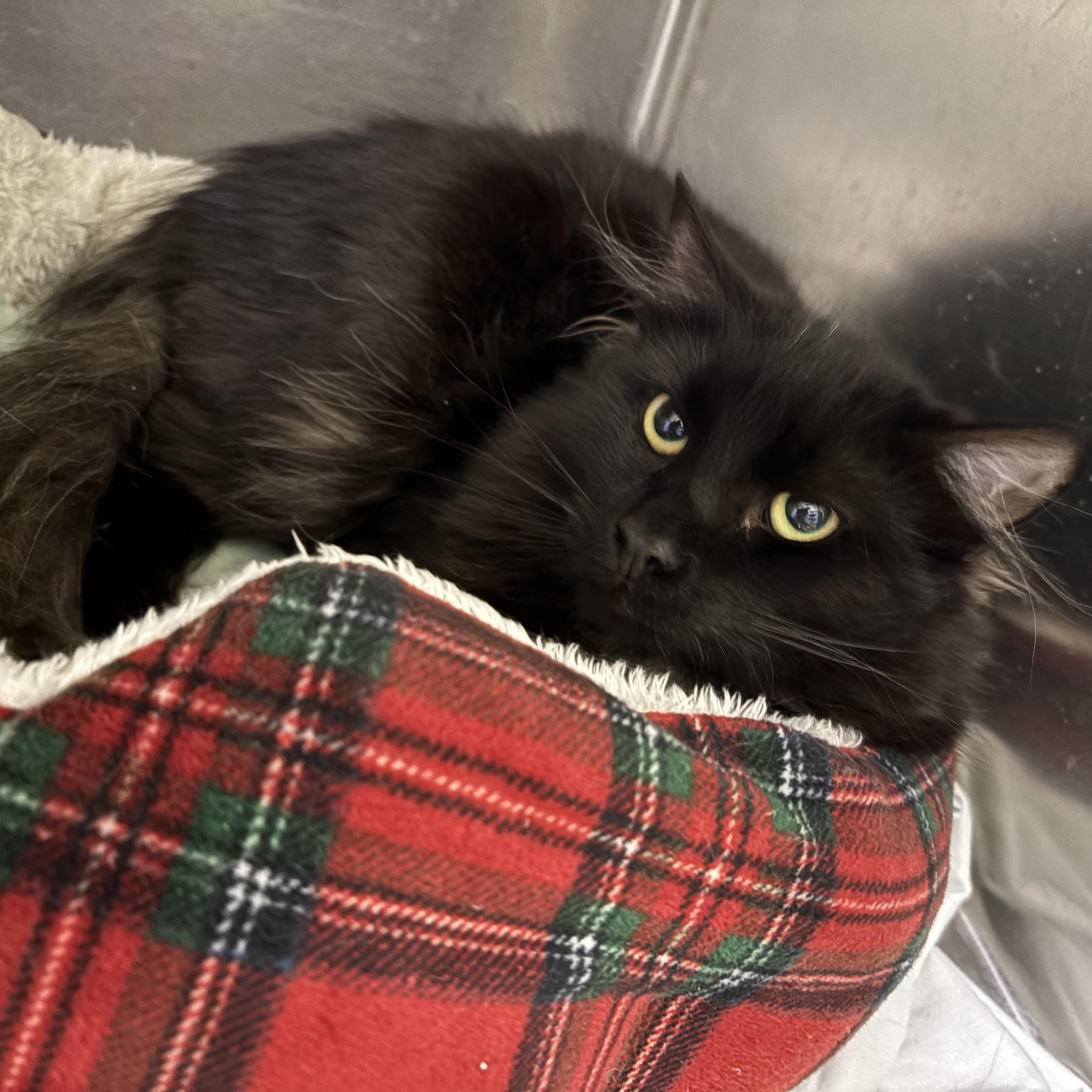 Enlarge Jack Daniels, a ADOPTABLE Domestic Medium Hair in Richboro, PA image 1/2