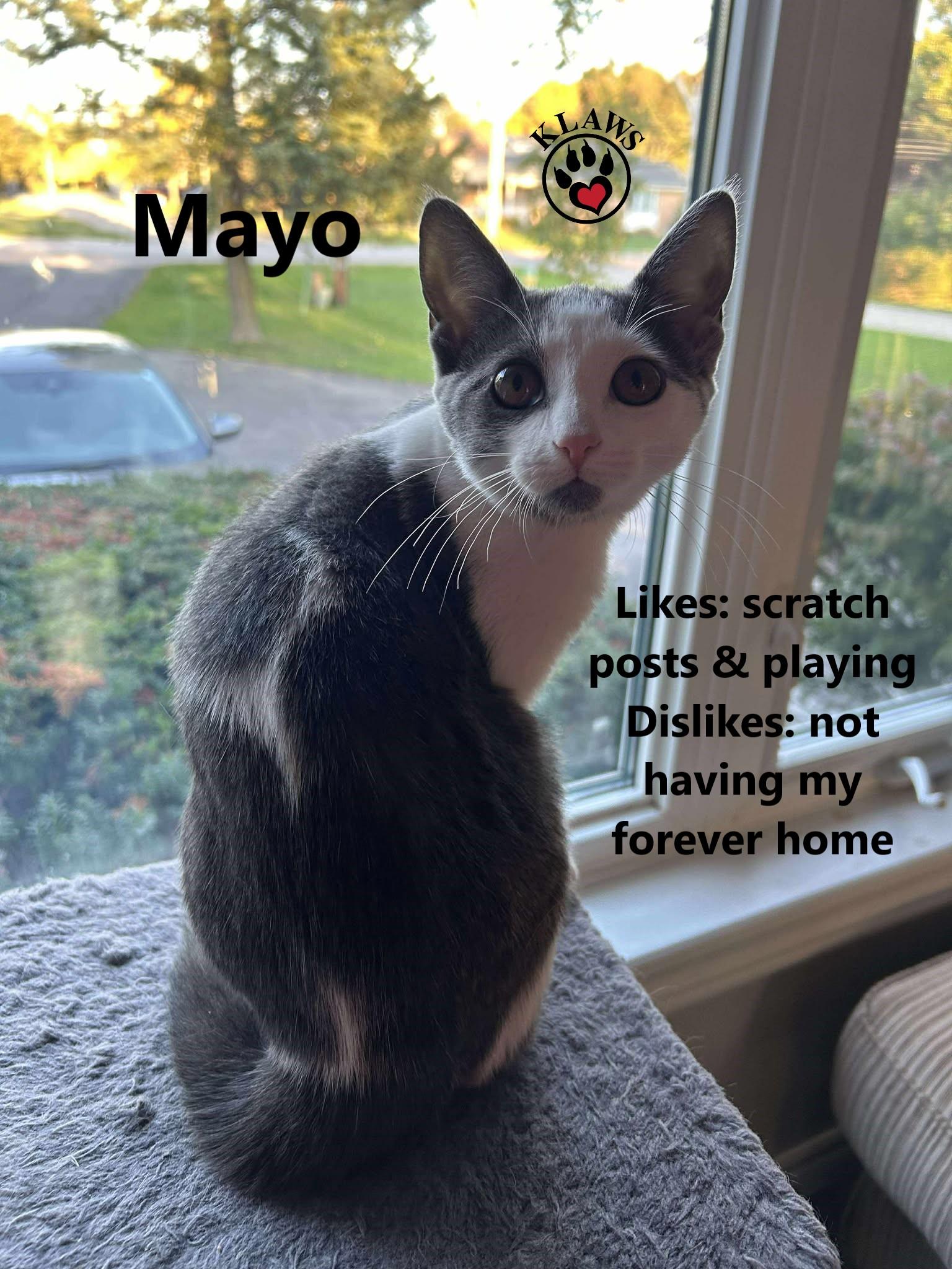 Mayo, Adoptable, Kitten Female Domestic Short Hair.