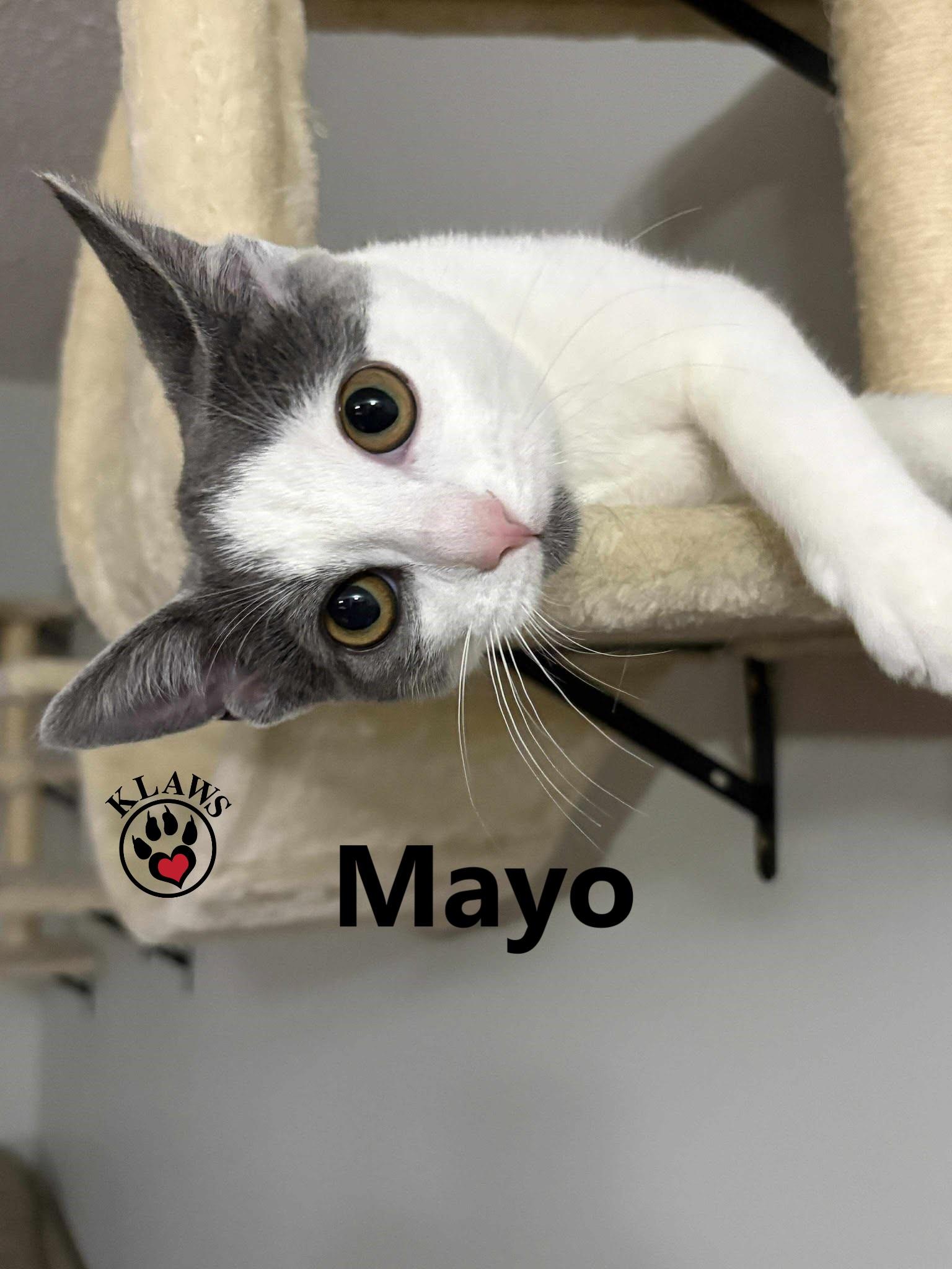 Mayo, Adoptable, Kitten Female Domestic Short Hair.