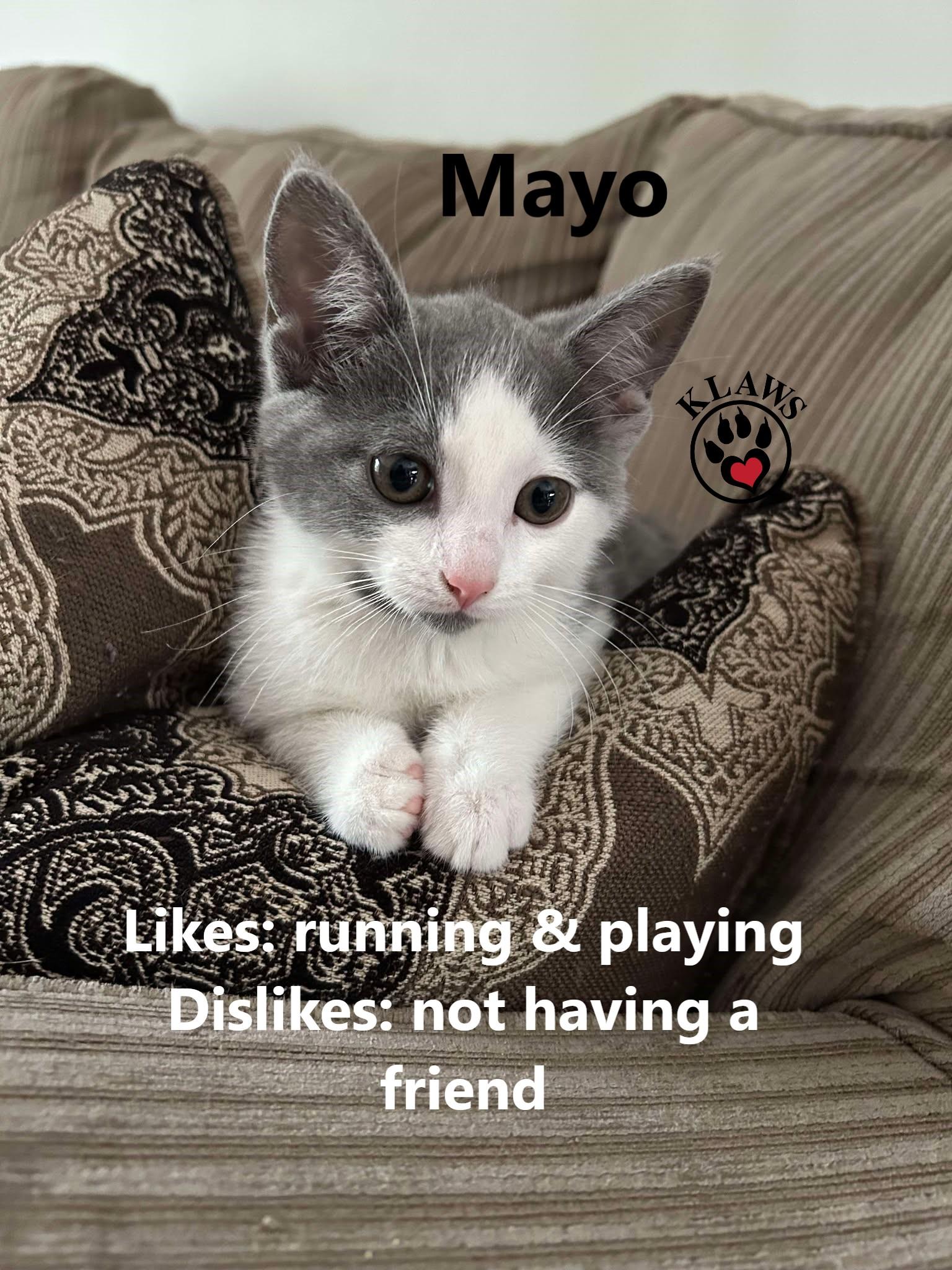 Enlarge Mayo, a Adoptable Domestic Short Hair in Lindsay, ON image 3/4