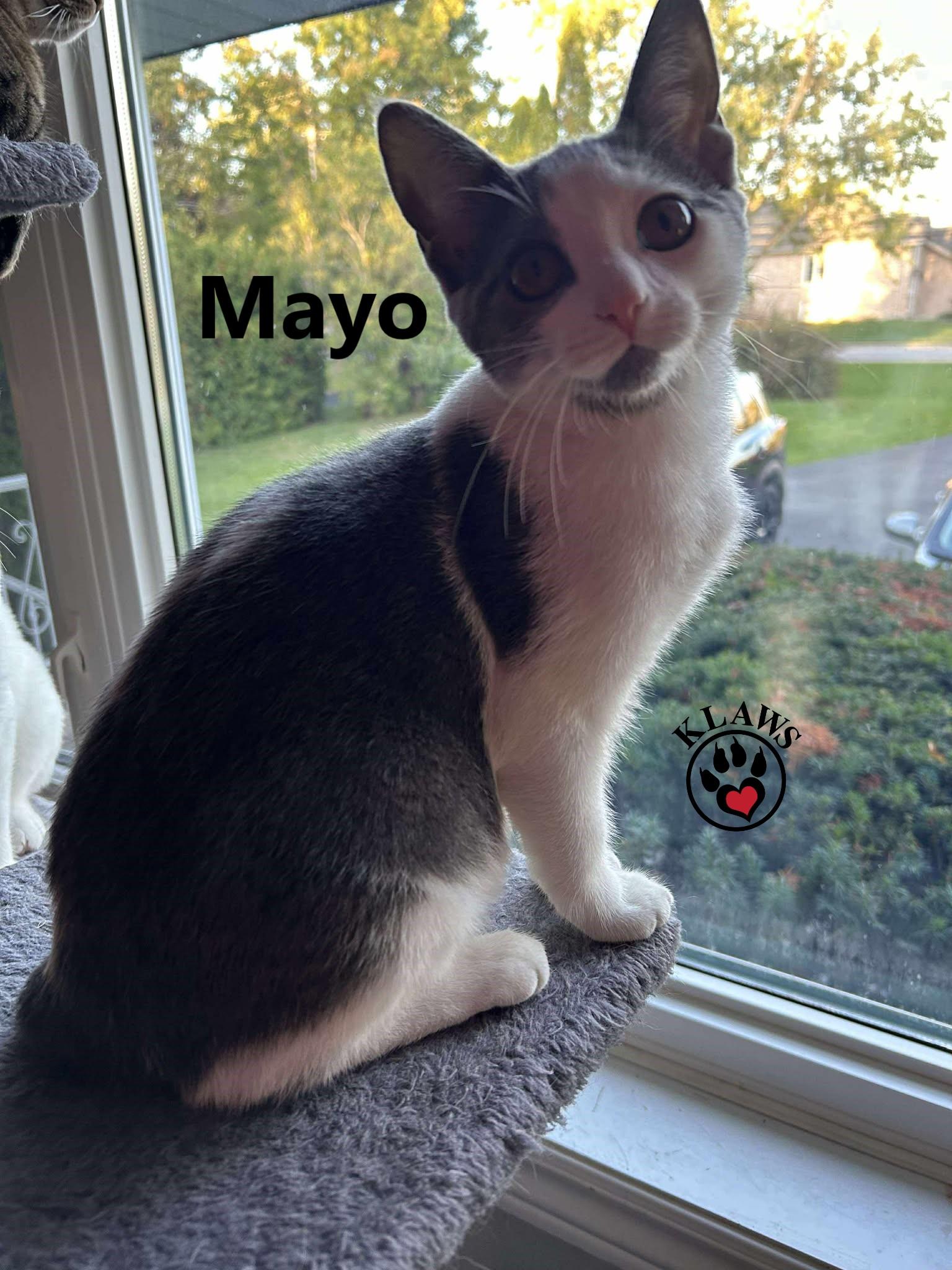 Enlarge Mayo, a Adoptable Domestic Short Hair in Lindsay, ON image 2/4