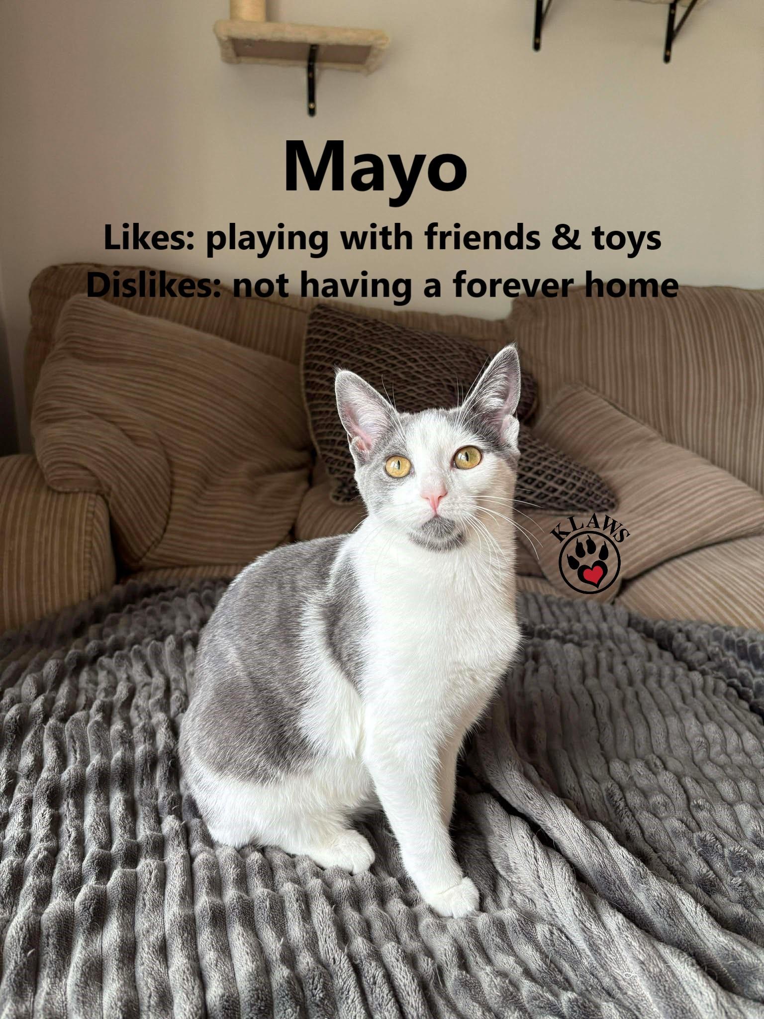 Enlarge Mayo, a Adoptable Domestic Short Hair in Lindsay, ON image 2/2