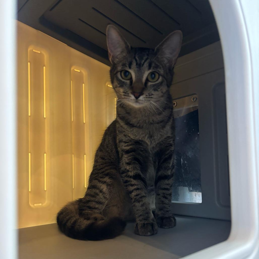 Domino photo