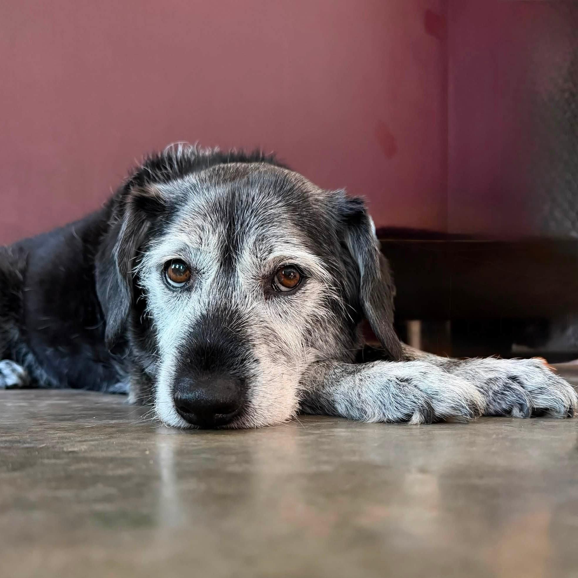 Enlarge Griffin, an adopted mixed breed in Shawnee, KS image 4/4