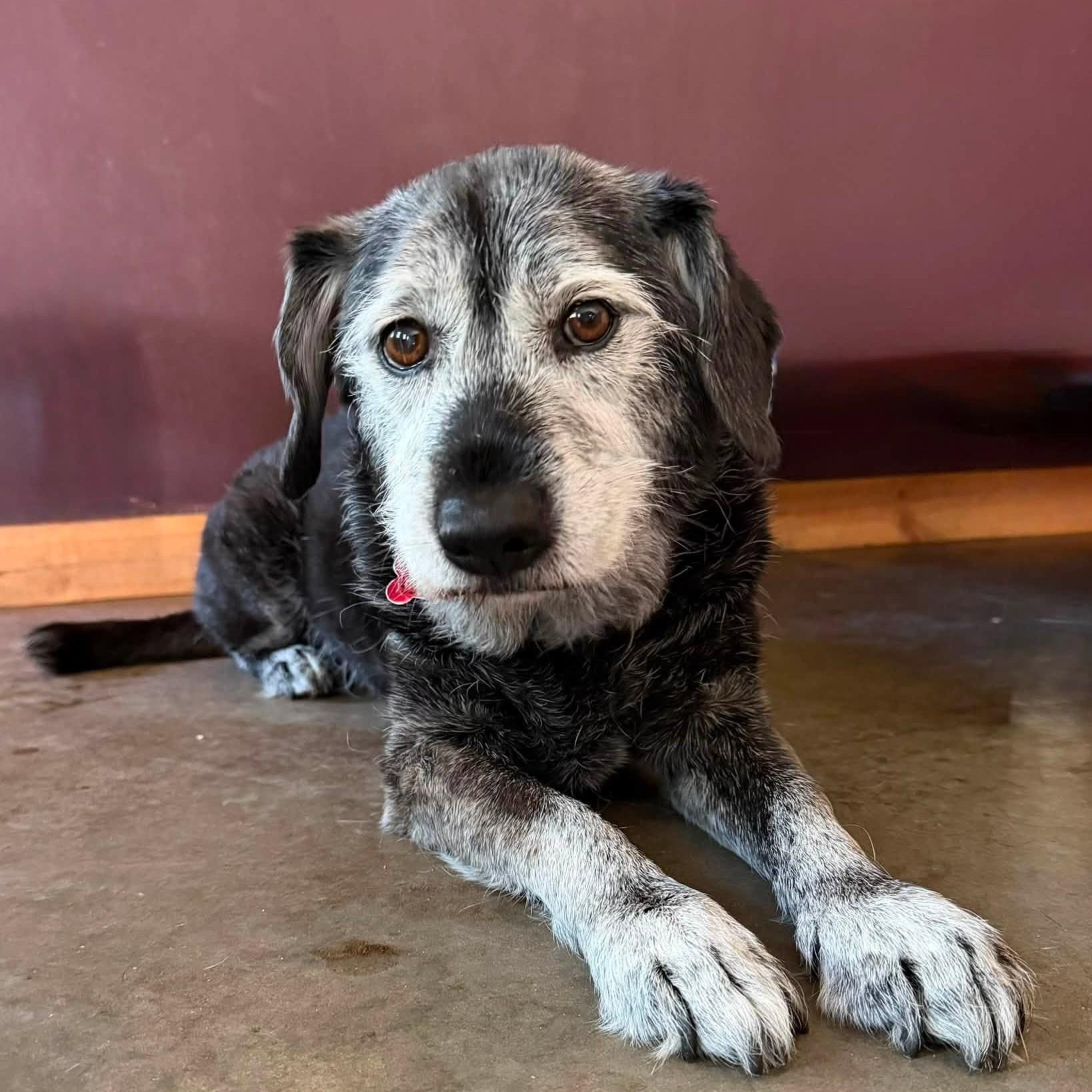 Griffin, adopted, Senior Male Terrier.