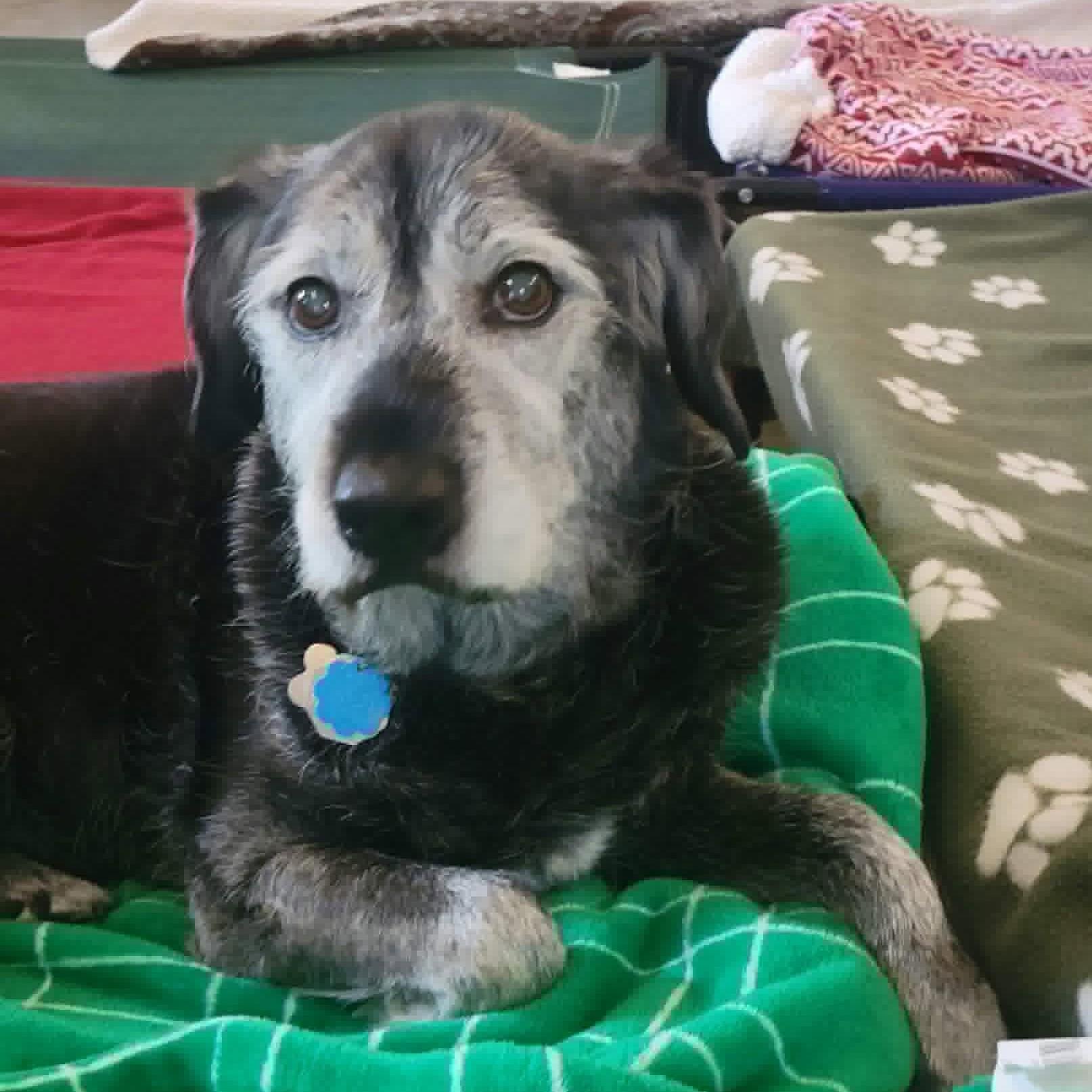 Enlarge Griffin, an adopted mixed breed in Shawnee, KS image 3/4