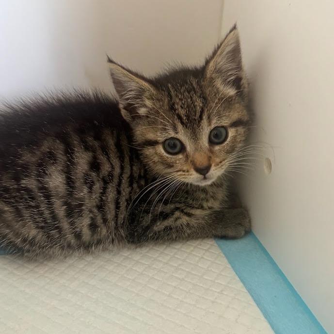 Enlarge Delilah, a Adoptable Domestic Short Hair in Elizabeth City, NC image 1/1