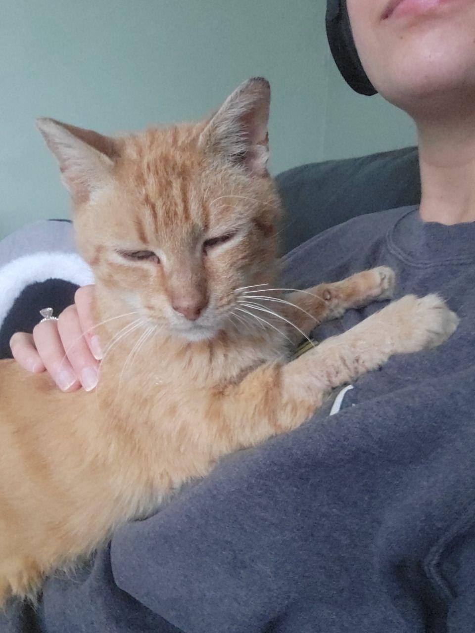 Enlarge Casper, a Adopted Domestic Short Hair in Royal Oak, MI image 1/5