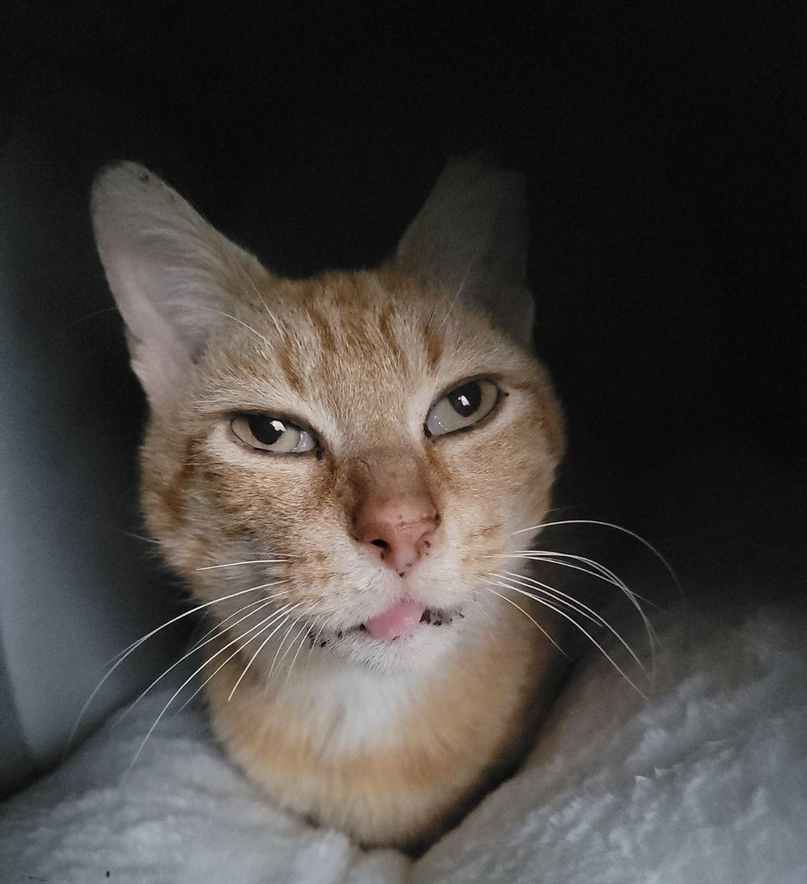 Enlarge Casper, a Adopted Domestic Short Hair in Royal Oak, MI image 2/5