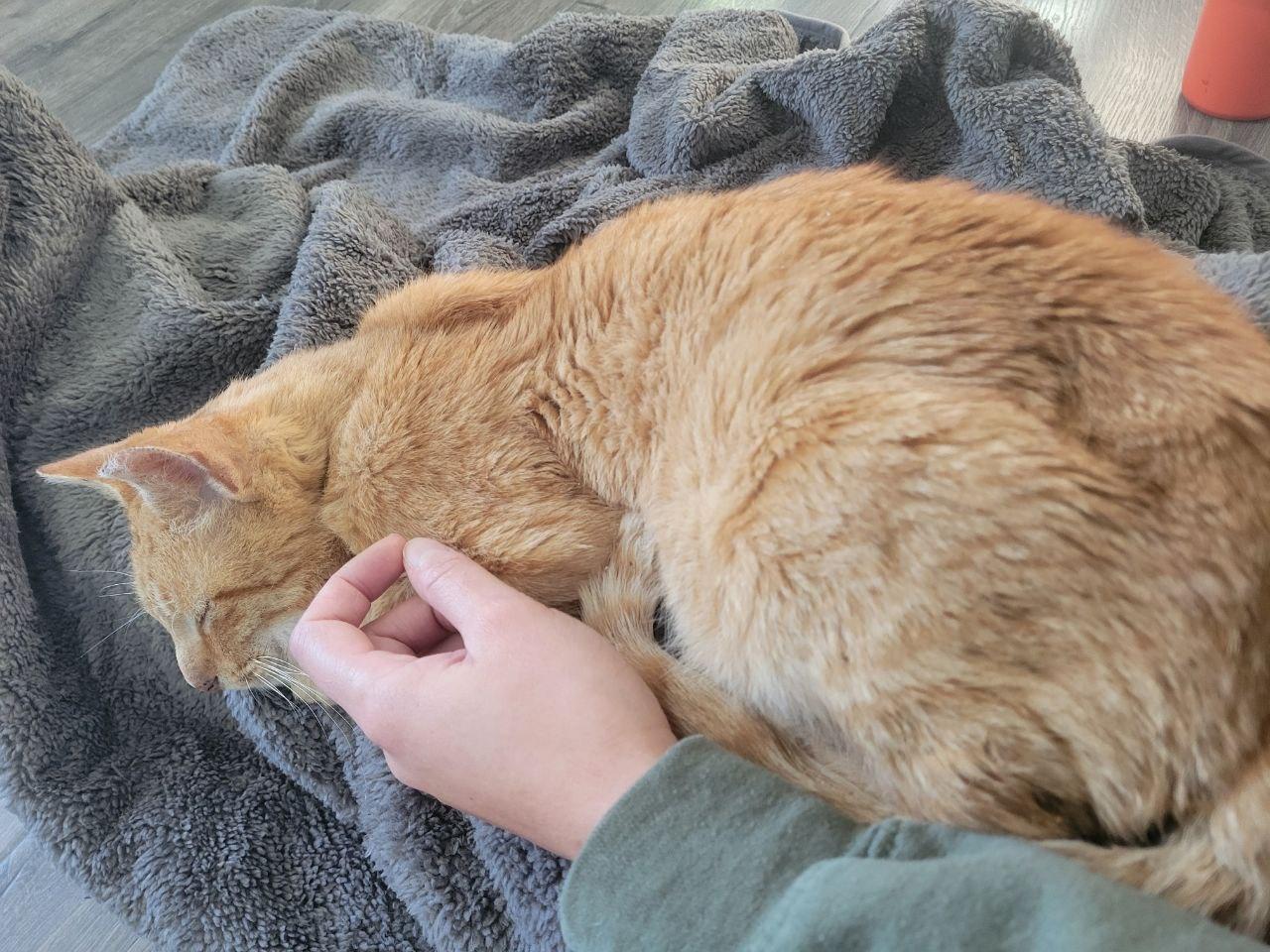 Enlarge Casper, a Adopted Domestic Short Hair in Royal Oak, MI image 3/5