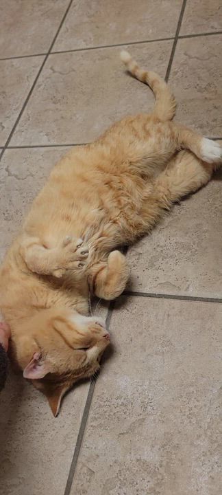 Enlarge Casper, a Adopted Domestic Short Hair in Royal Oak, MI video 4/5